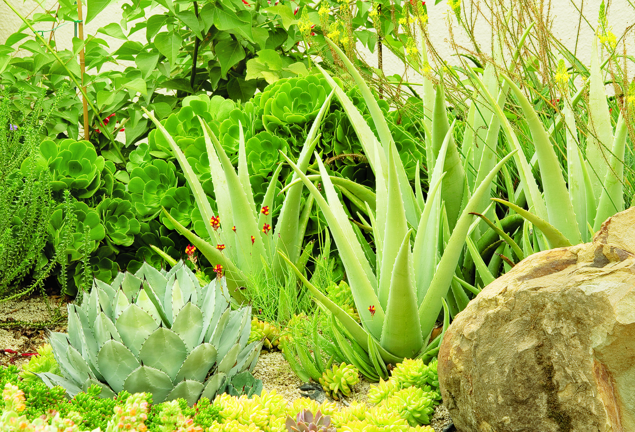 a-few-agave-combos-we-love-enjoy