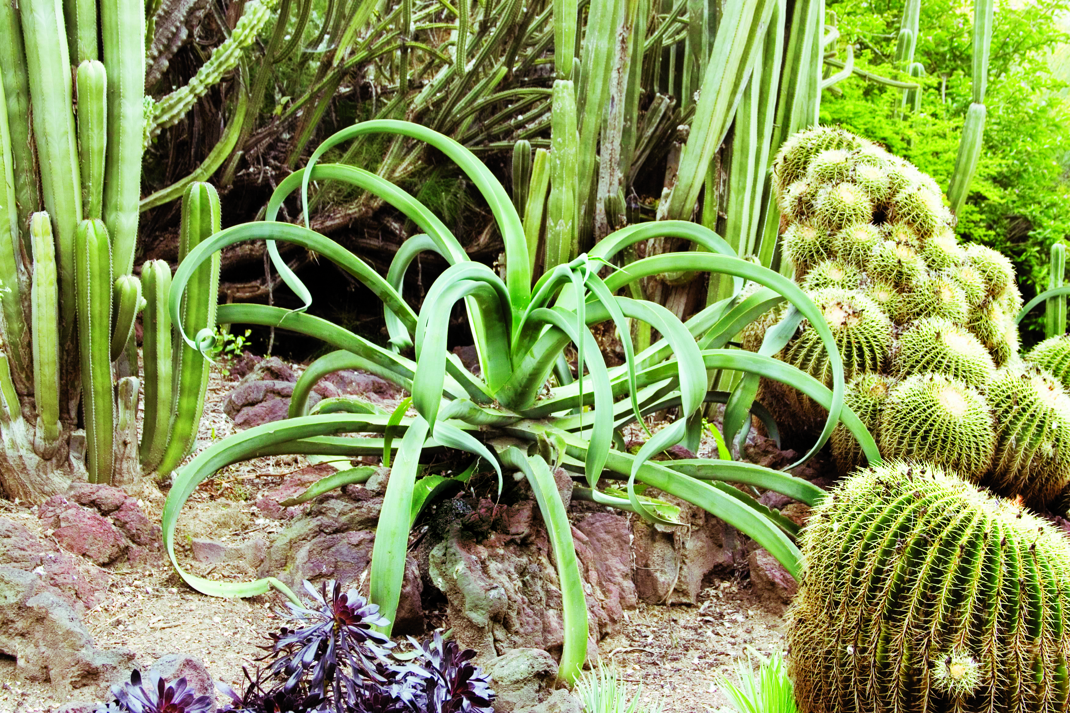 octopus-agave-a-vilmoriniana