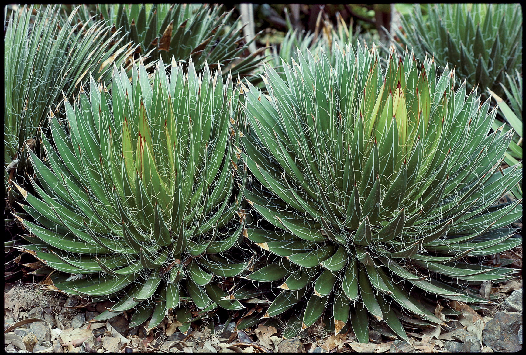 thread-agave-a-filifera
