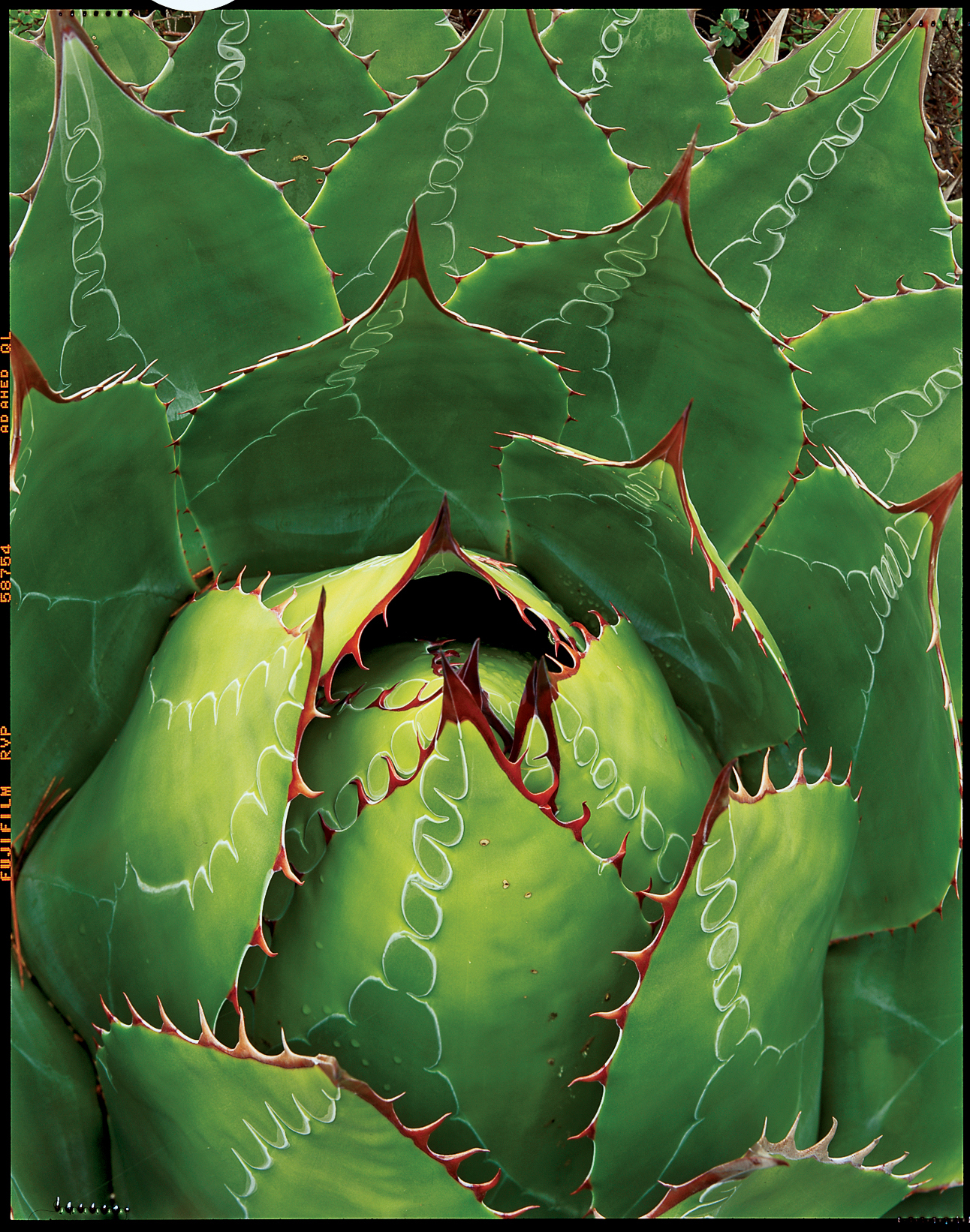 mountain-agave-a-montana