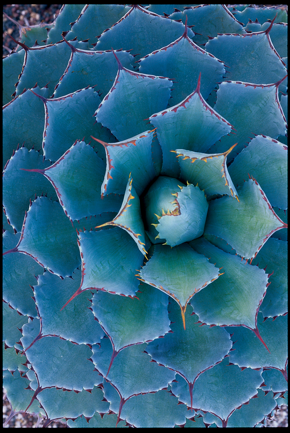 The Most Beautiful Agave Plants And How To Care For Them Sunset Sunset Magazine,Virginia Sweetspire Little Henry