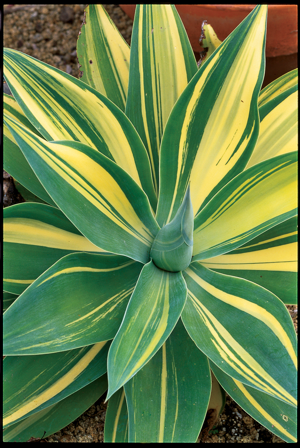 lions-mane-agave-a-attenuata-variegata