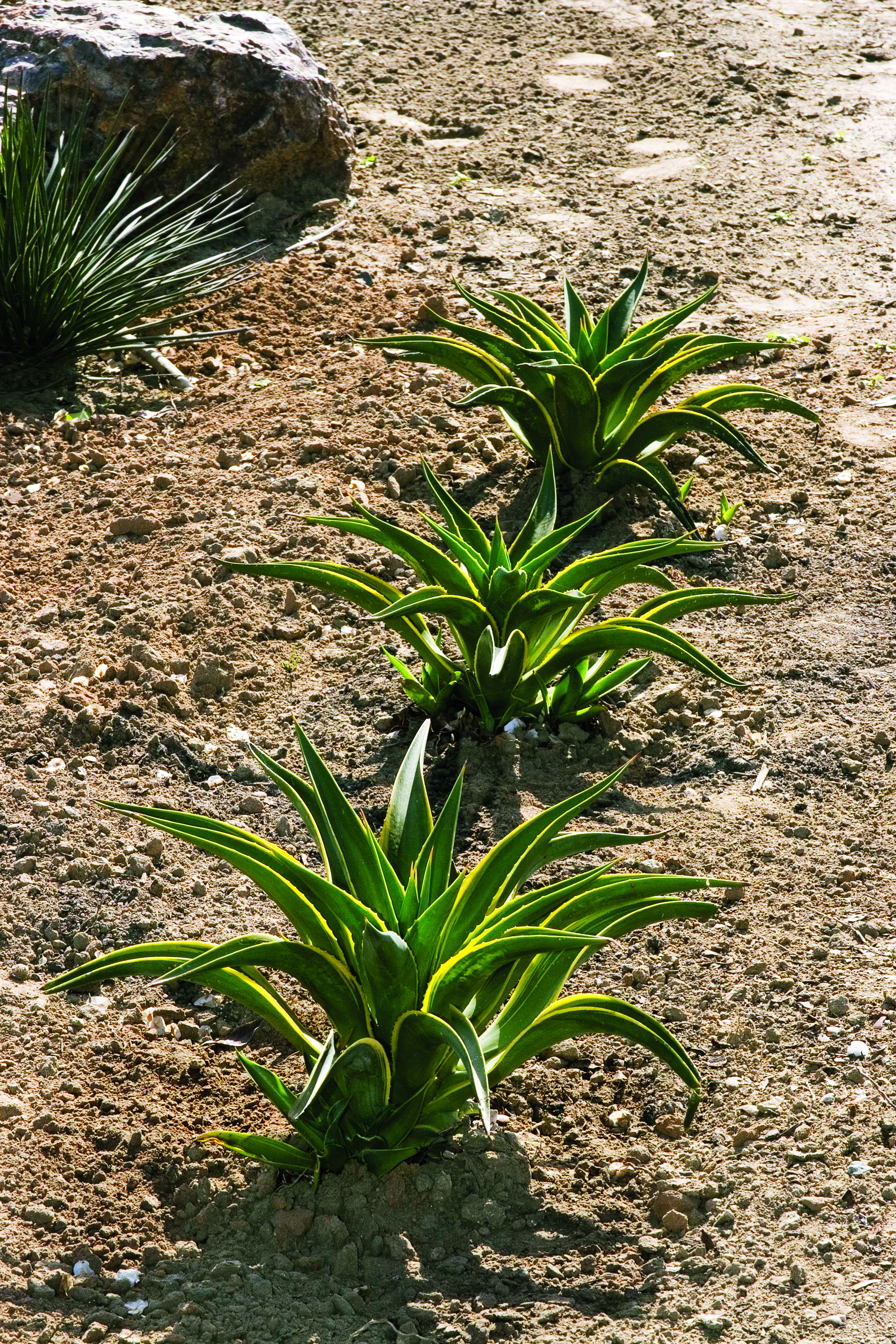 smooth-a-desmettiana-variegata