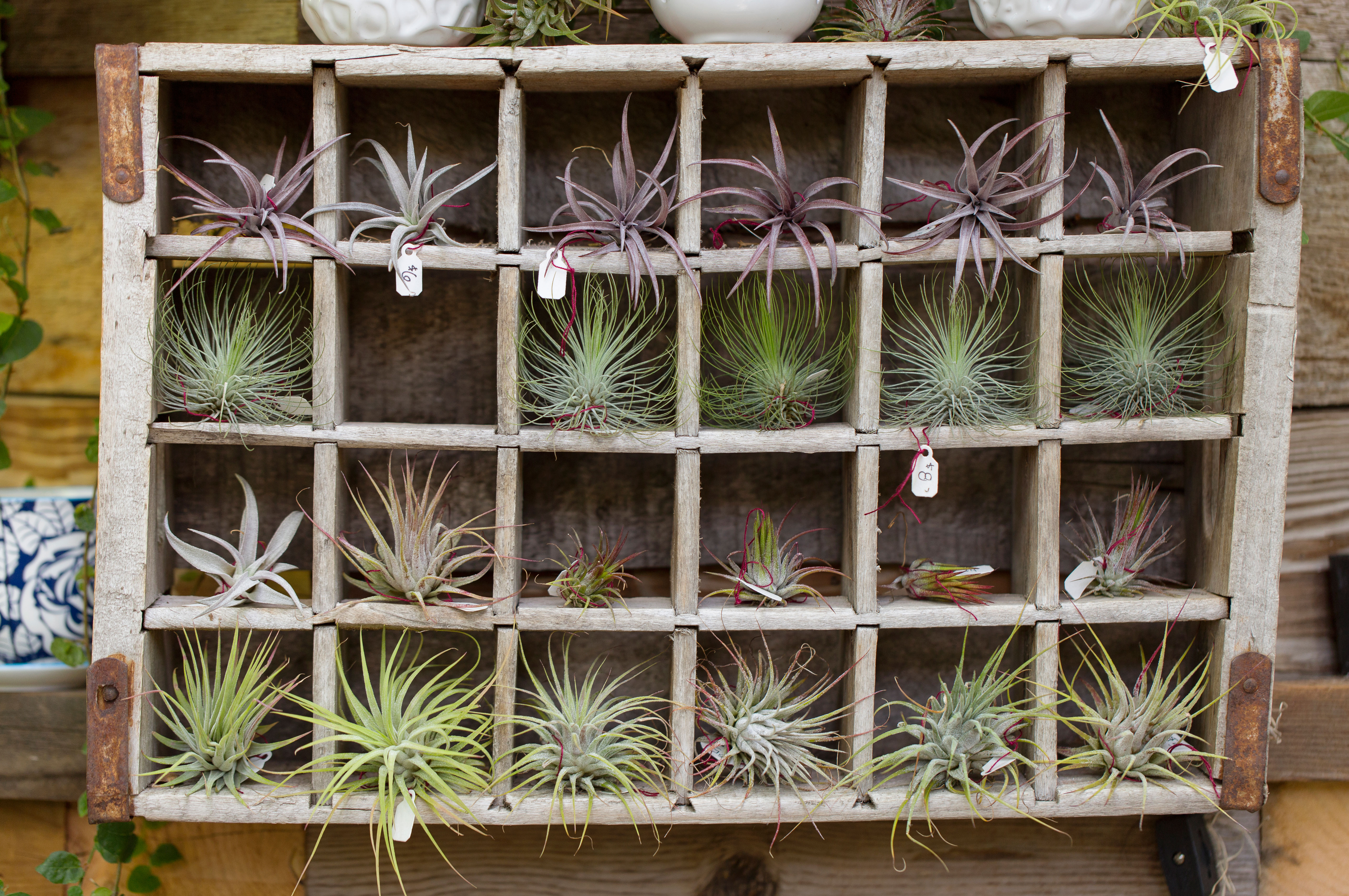 fun-ways-with-air-plants