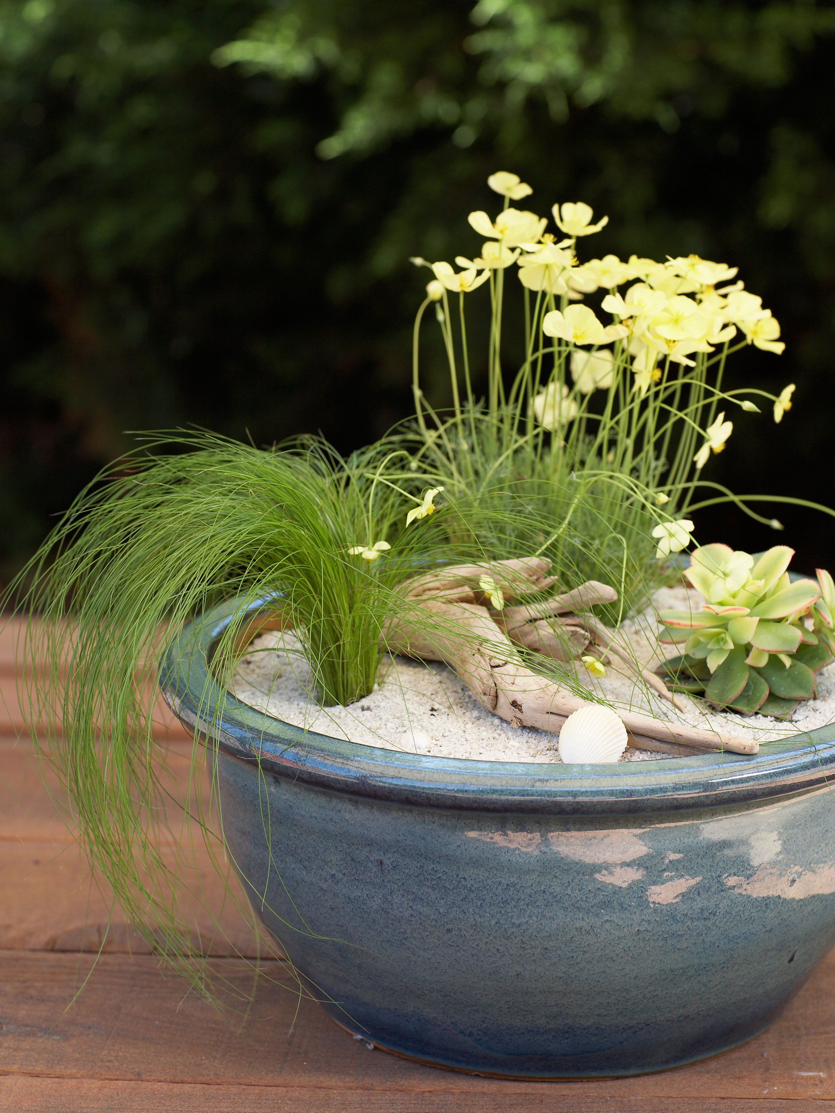 Beach garden in a pot