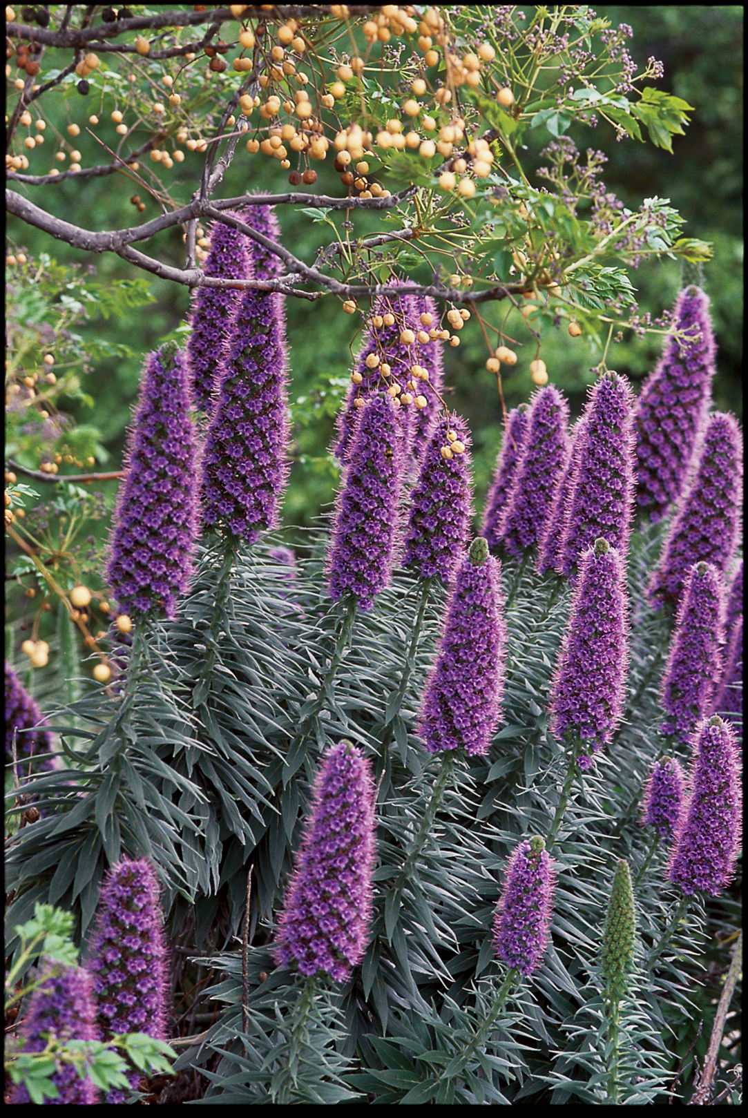 pride-of-madeira-echium-candicans