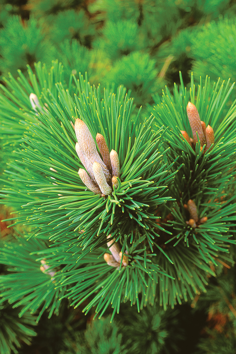 shore-pine-pinus-contorta-contorta