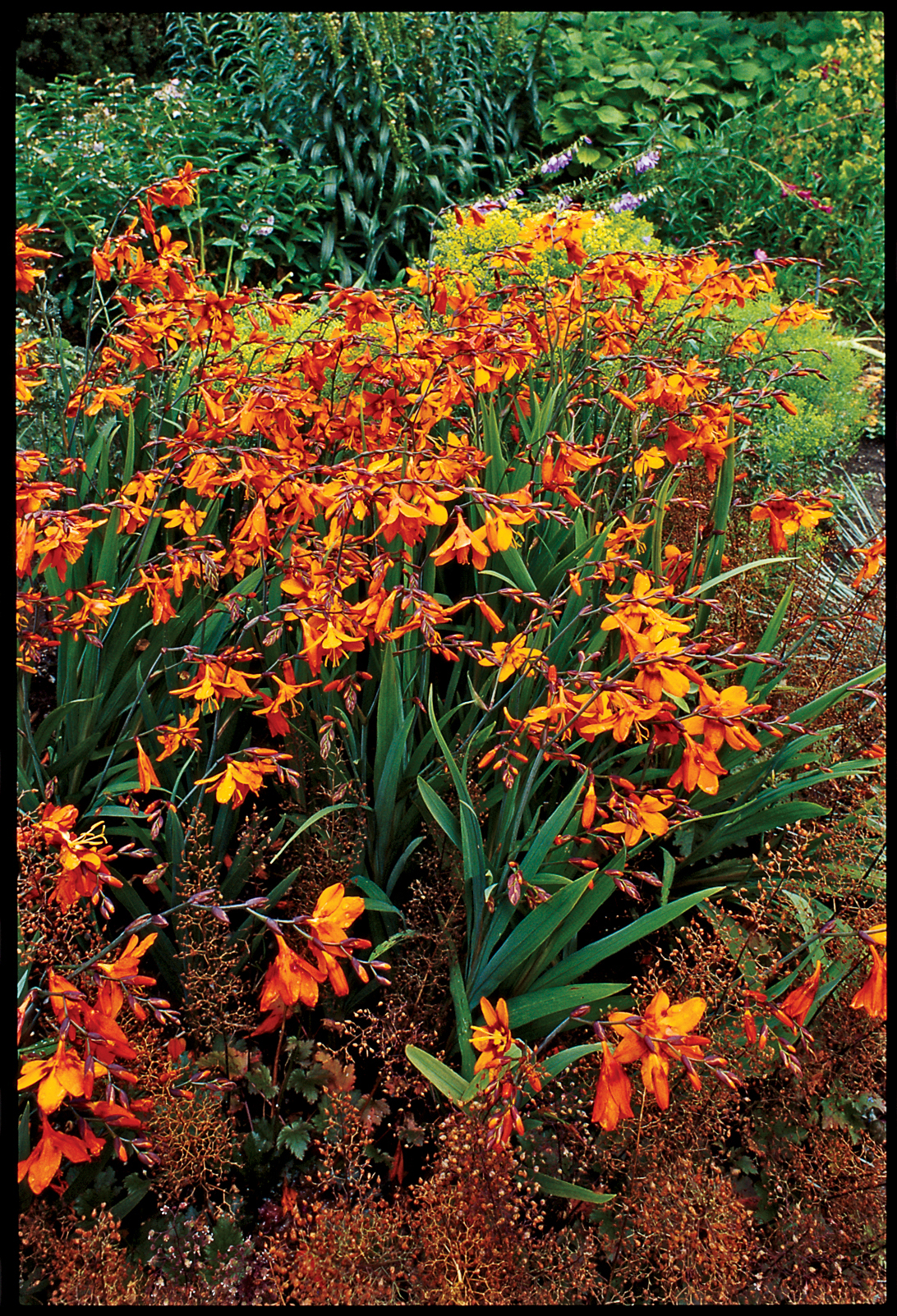 crocosmia-emily-mckenzie
