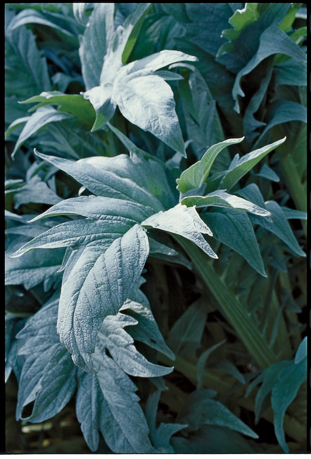 Cardoons: Renaissance vegetables