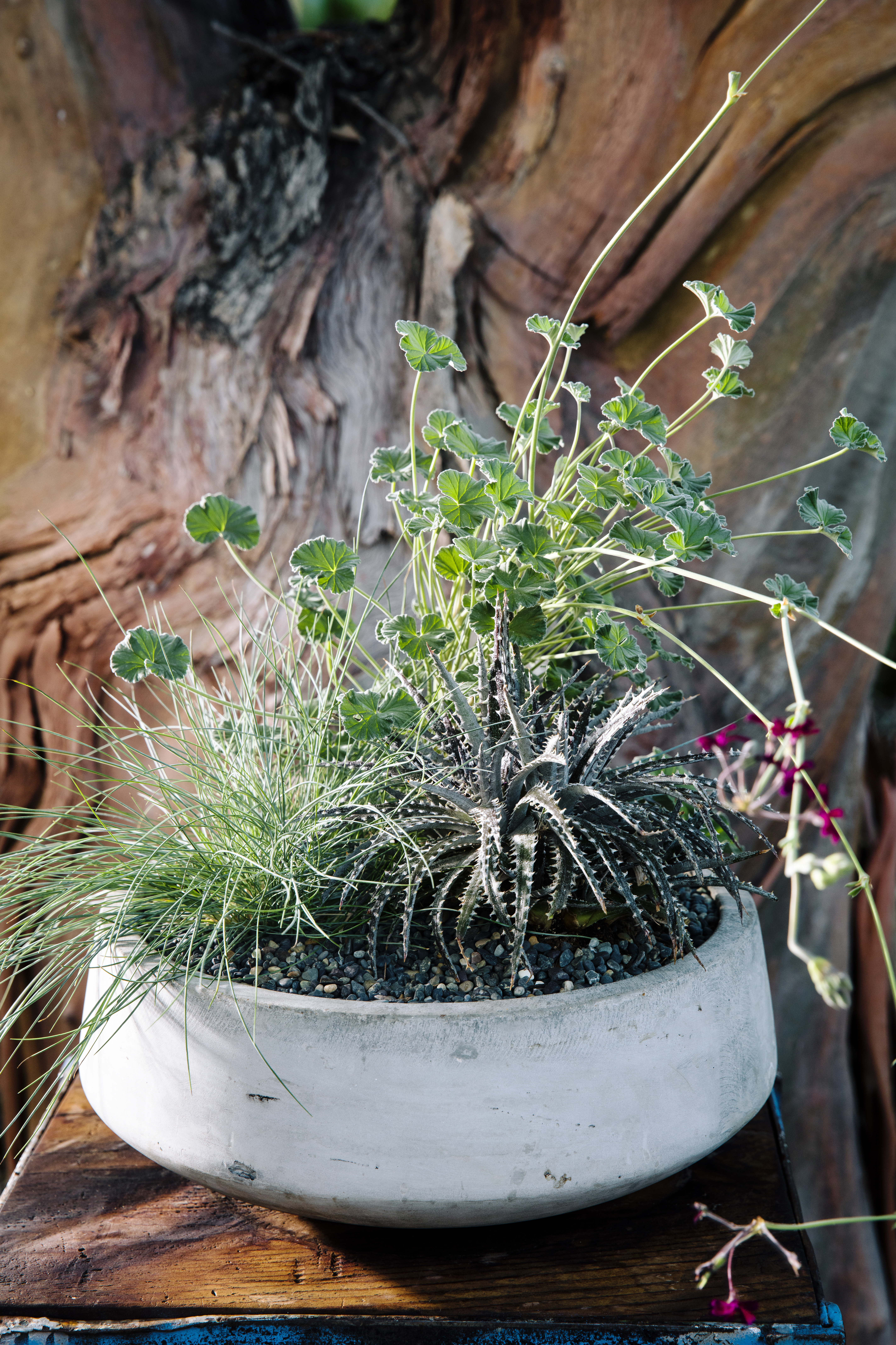 beauty-and-the-beast