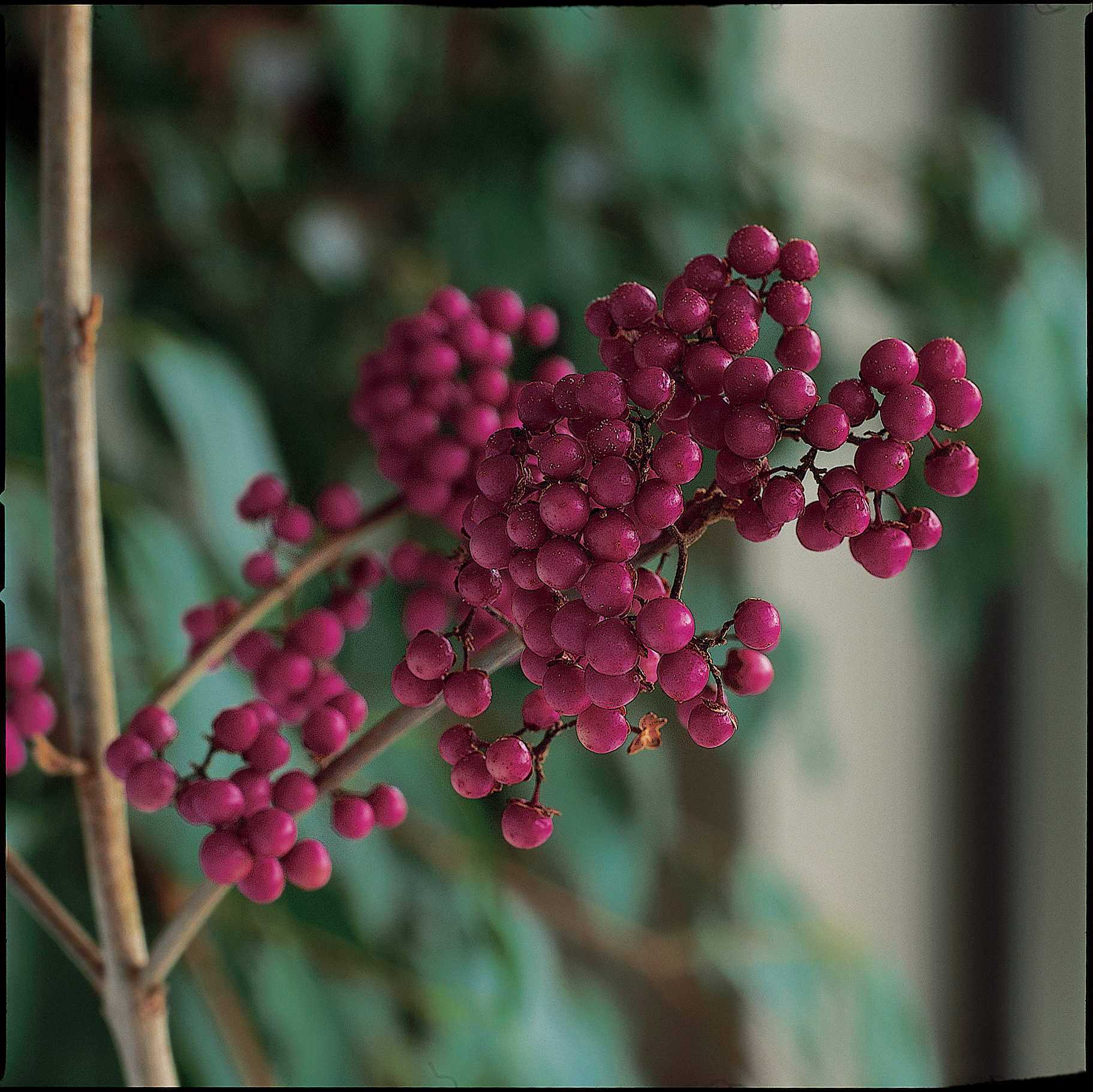 16 Berry-Worthy Plants