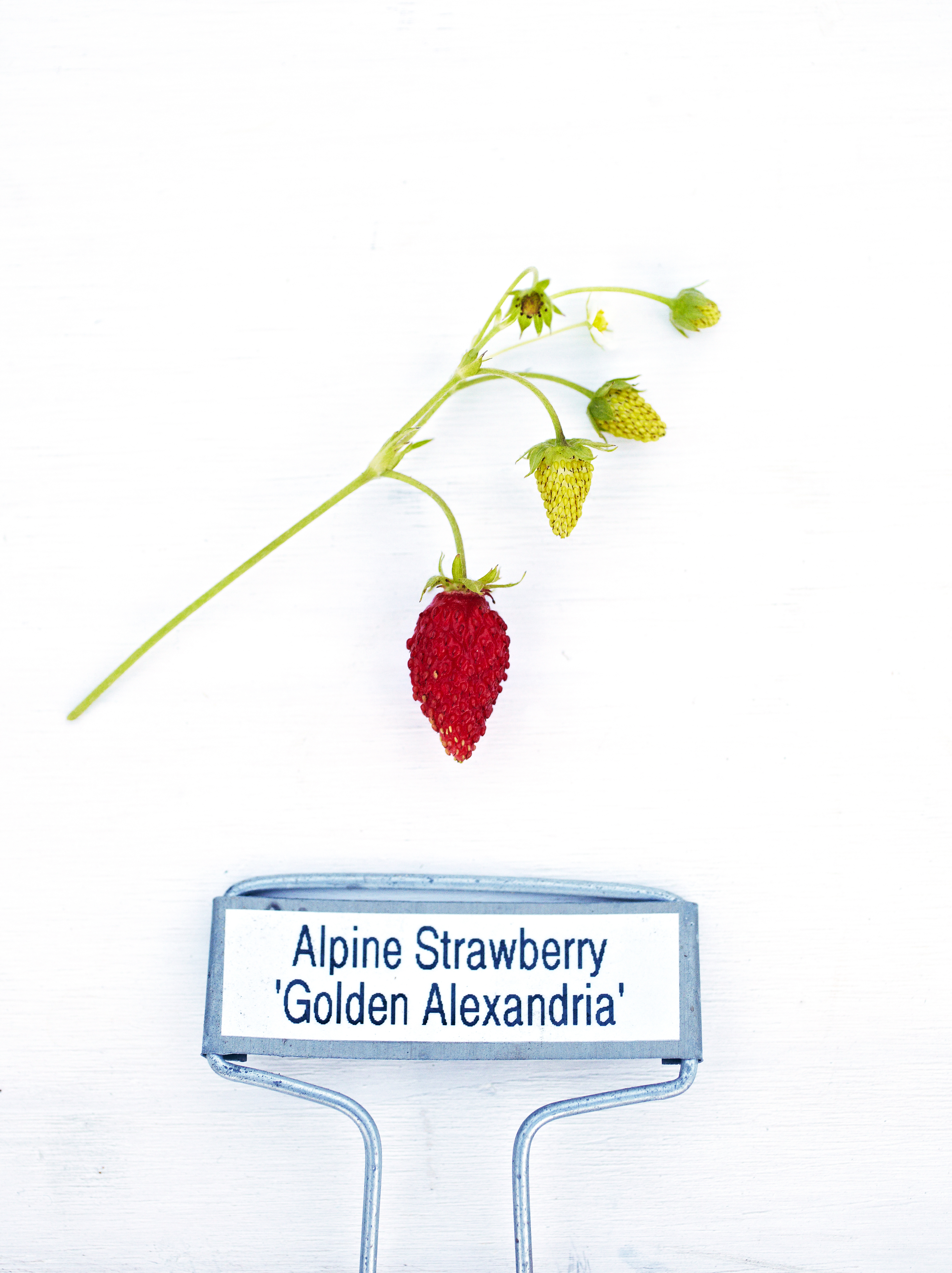 golden-alexandria-alpine-strawberry