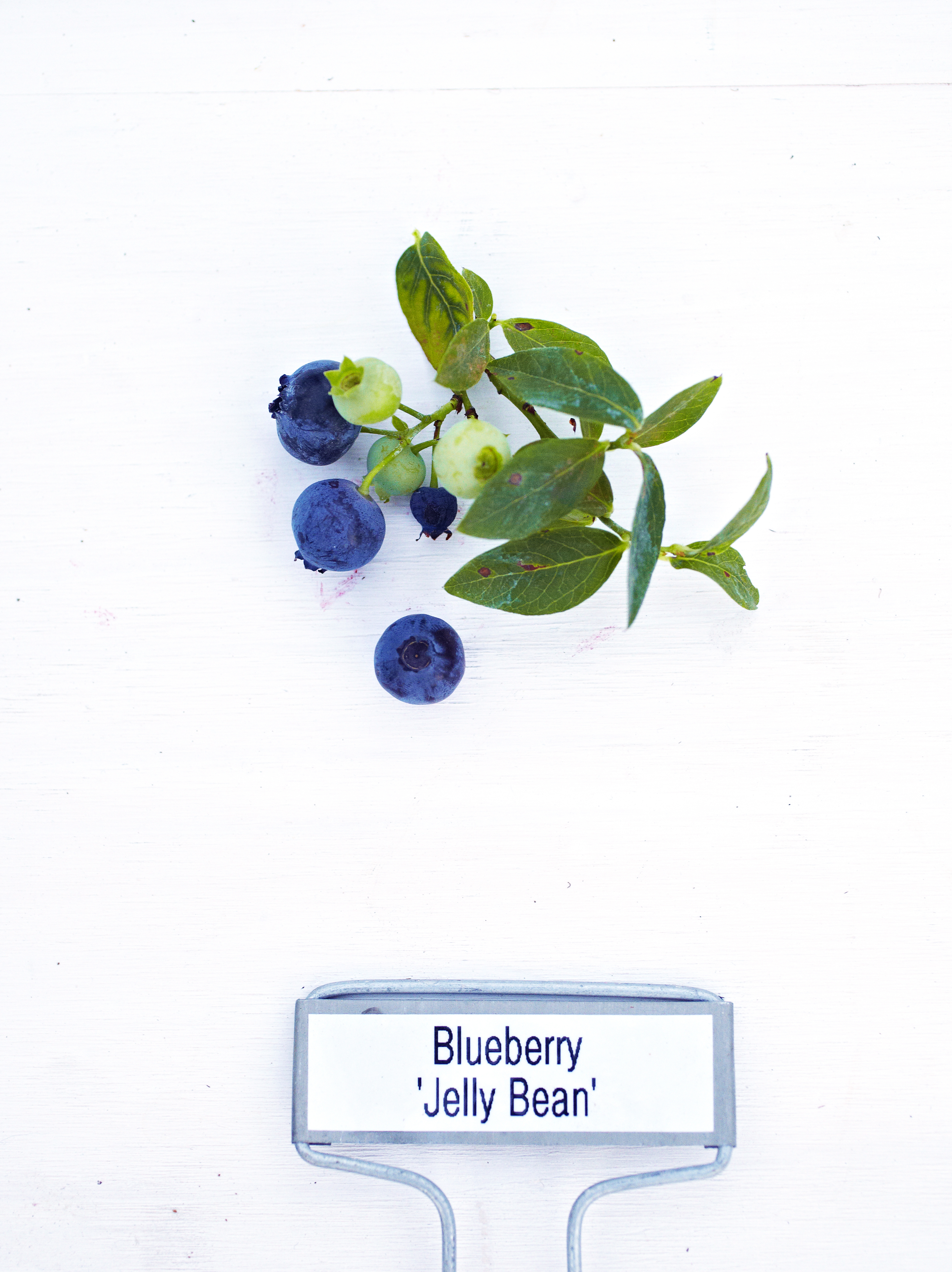 bountiful-blue-blueberry