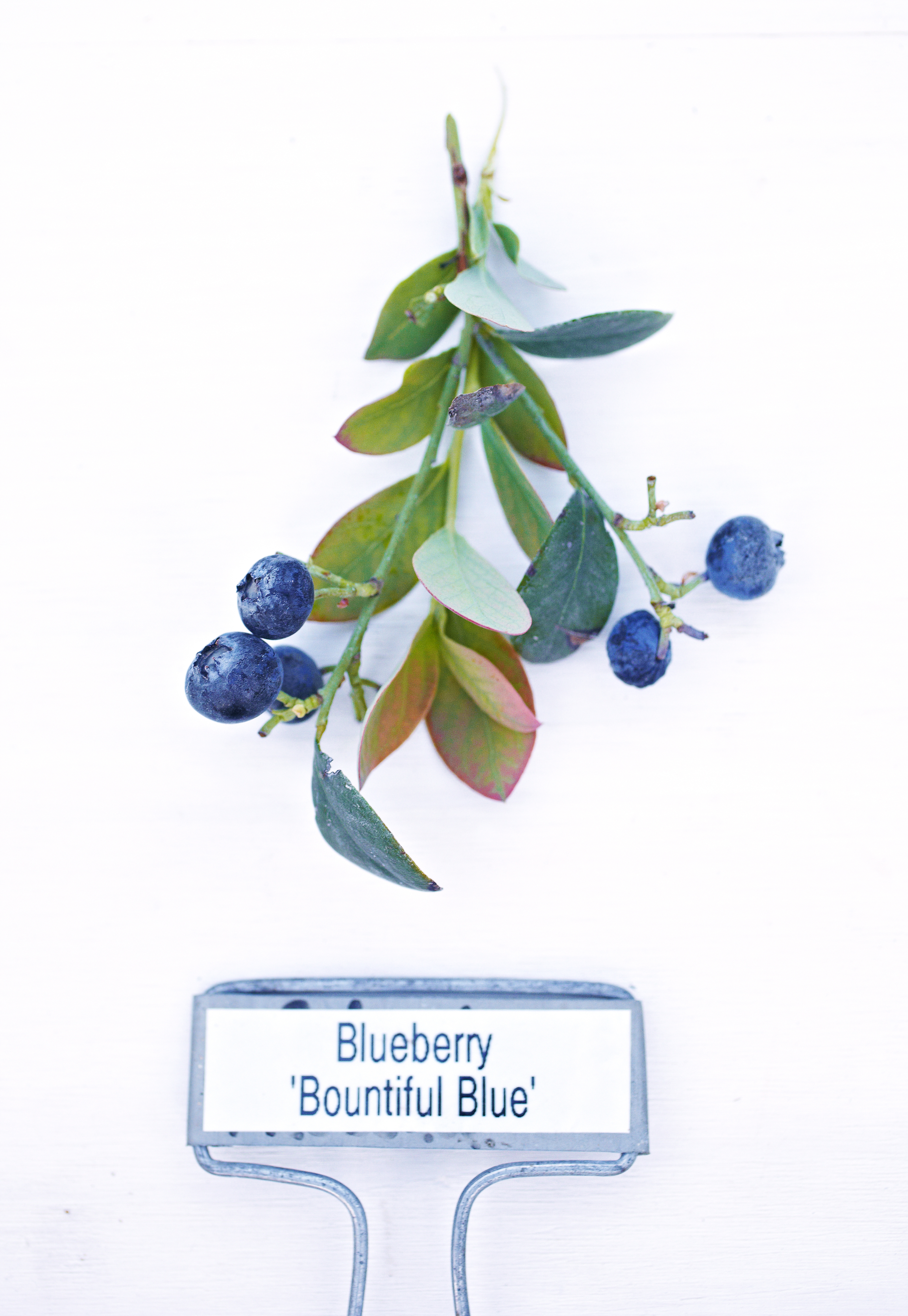 jelly-bean-blueberry