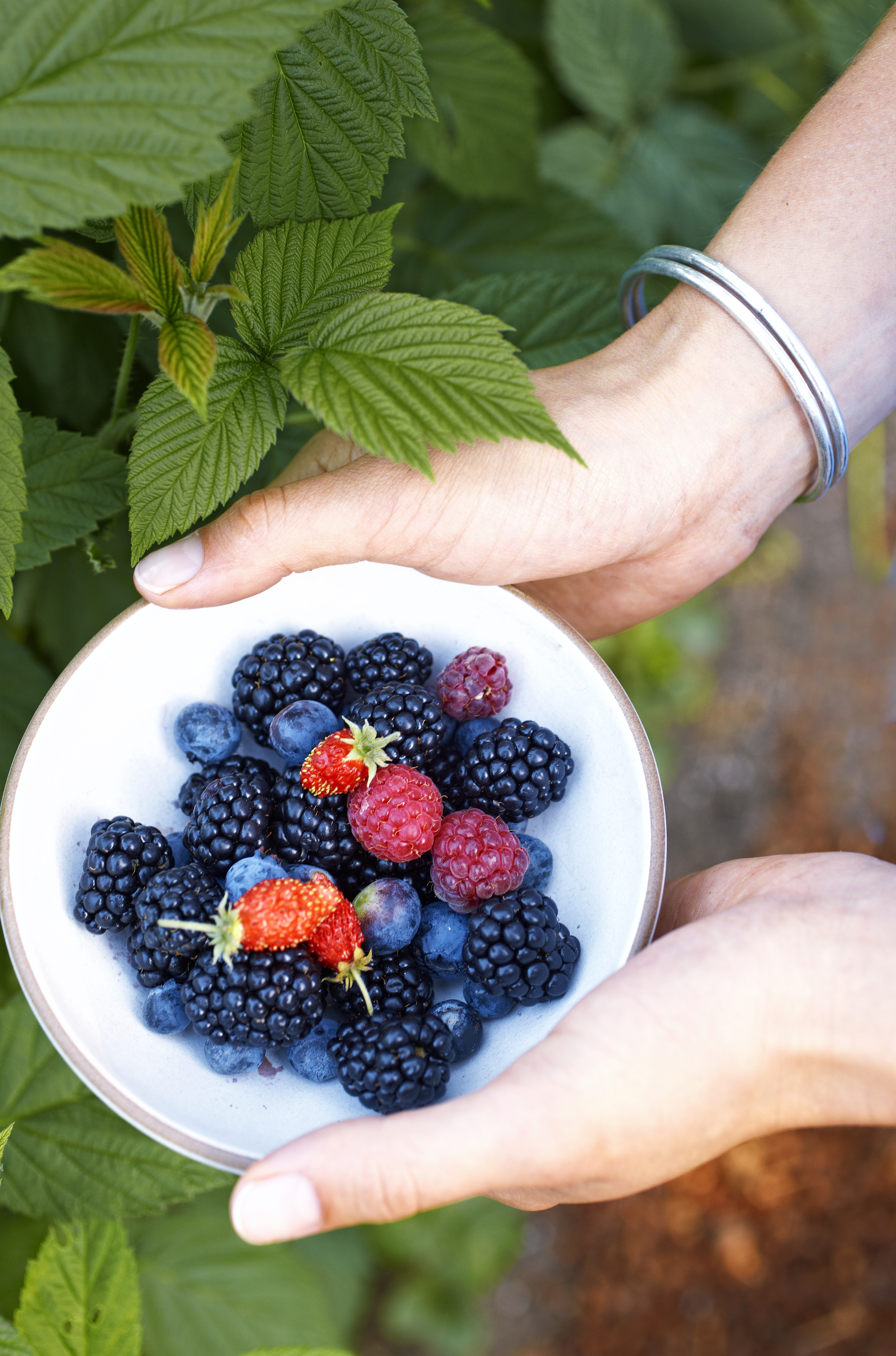 10 Best Berries to Plant in Winter