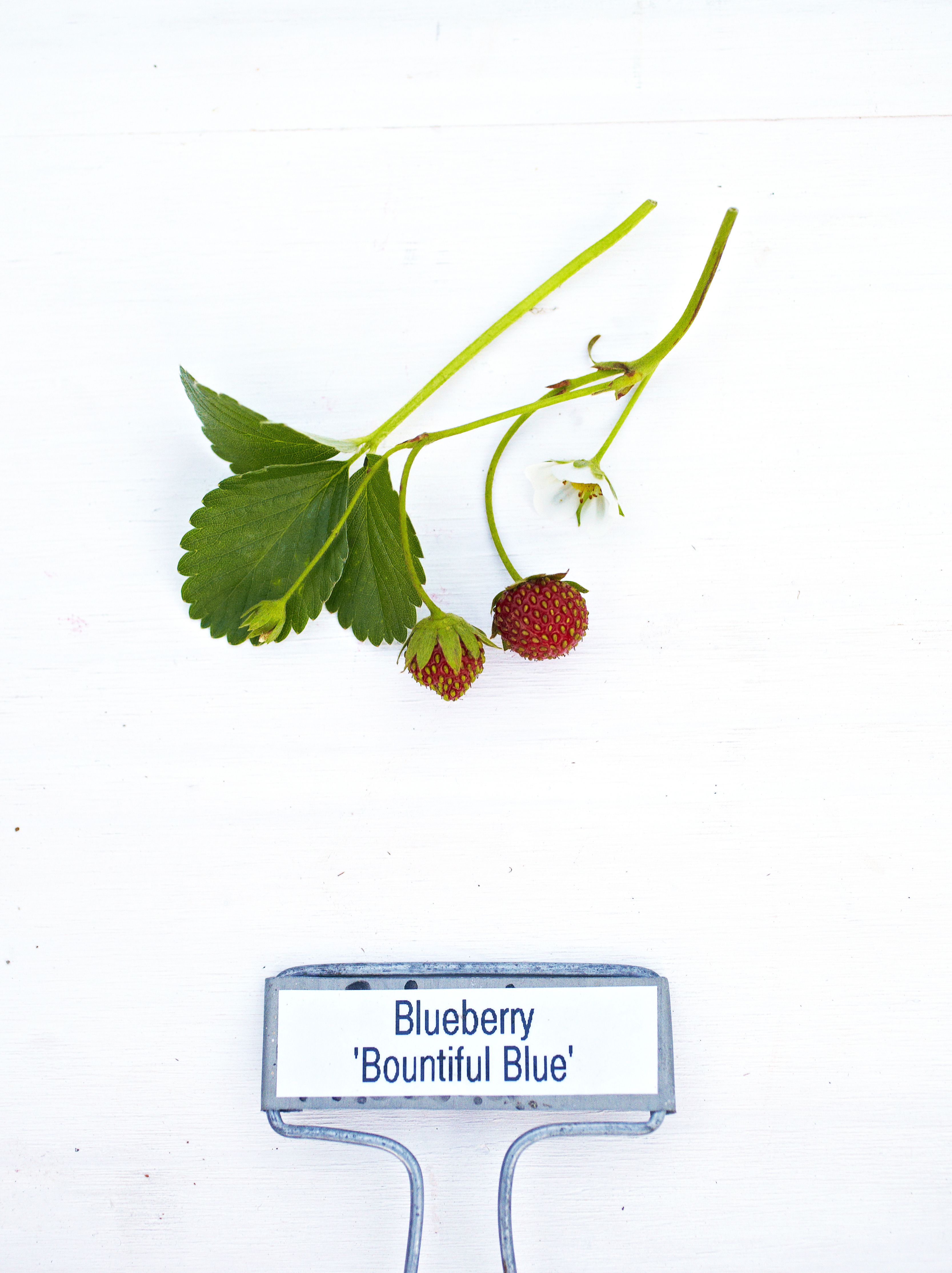 mara-des-bois-strawberry