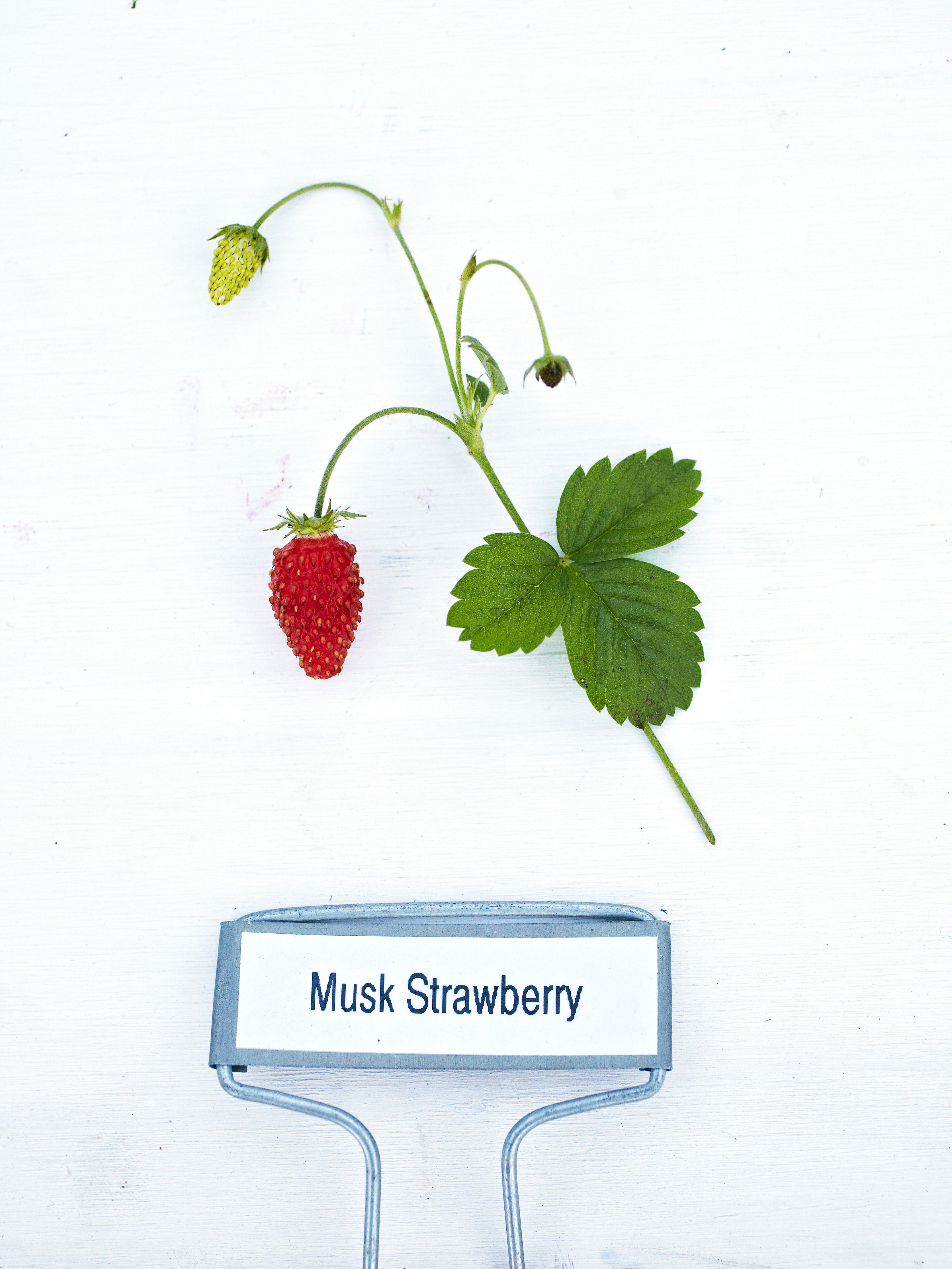 musk-variety-strawberry