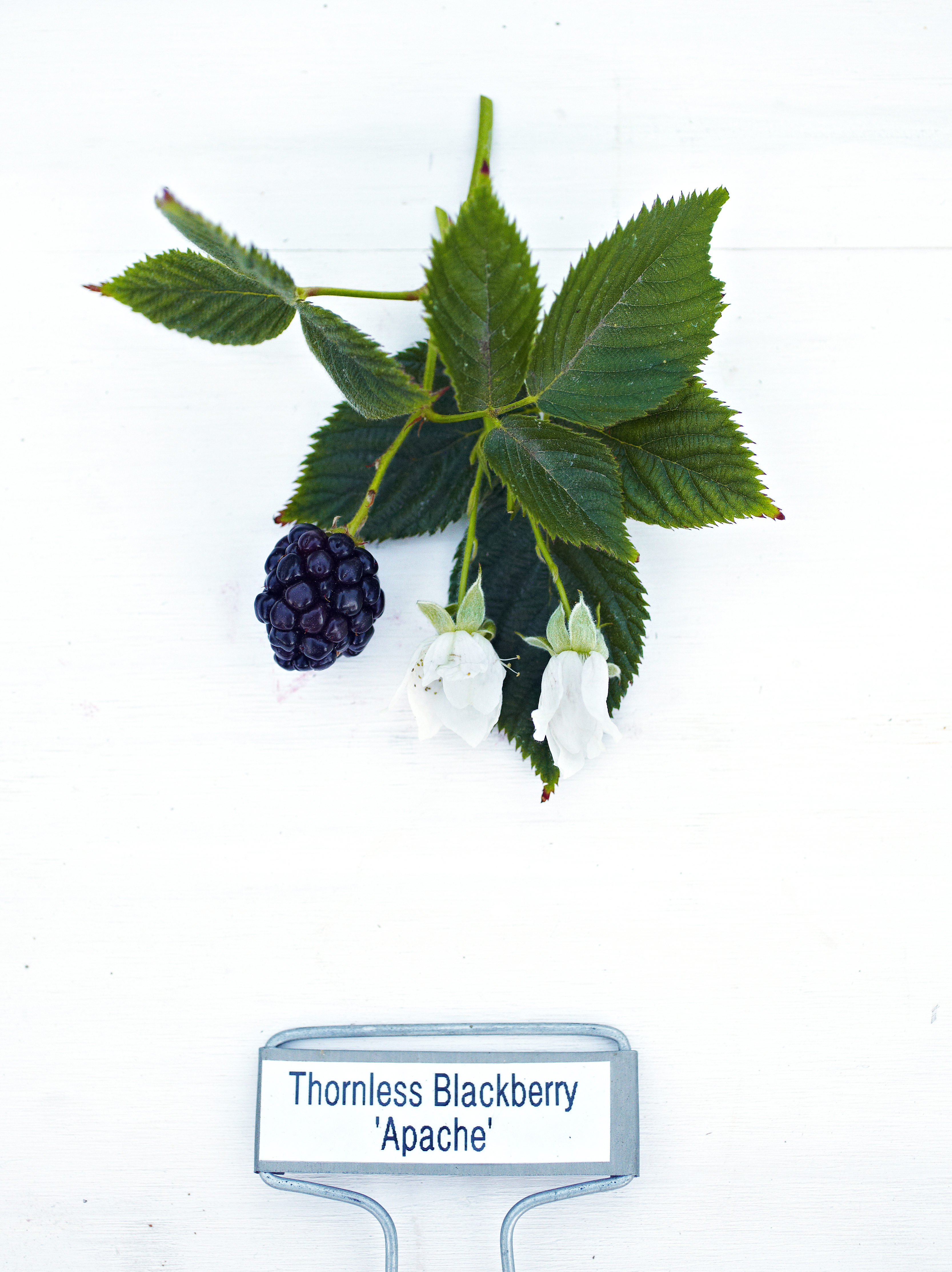apache-thornless-blackberry