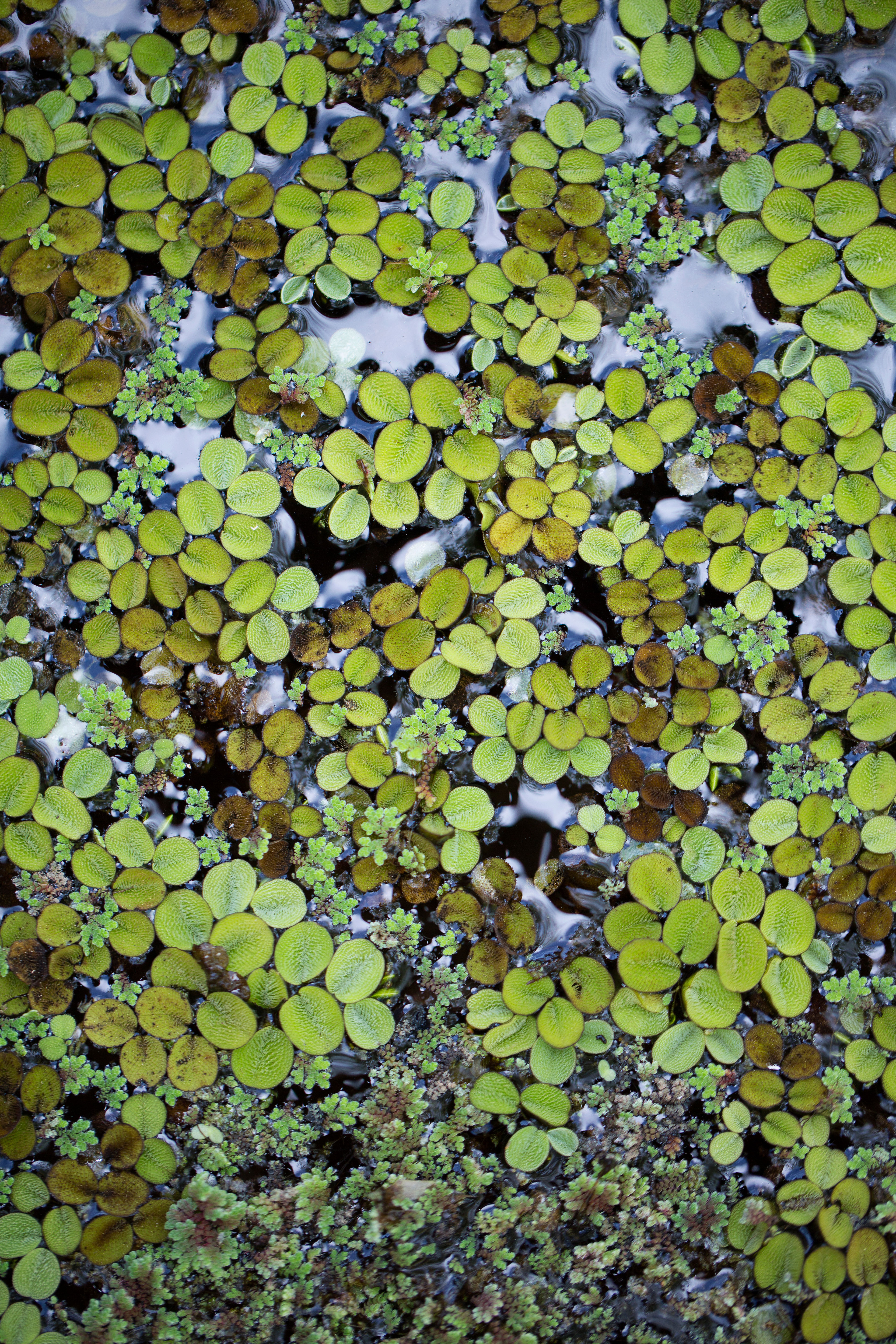 top-picks-for-water-plants