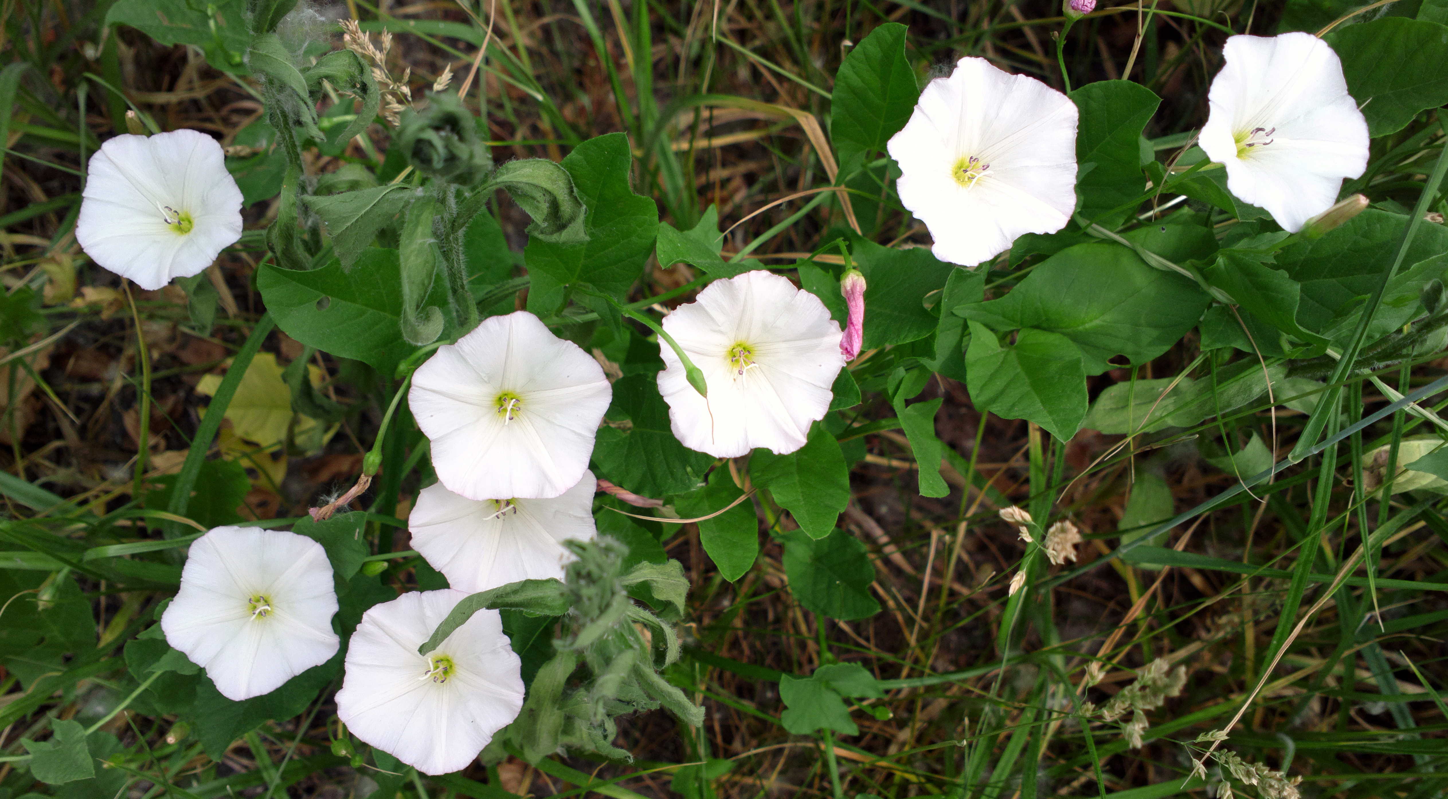 bindweed-convolvulus-arvensis