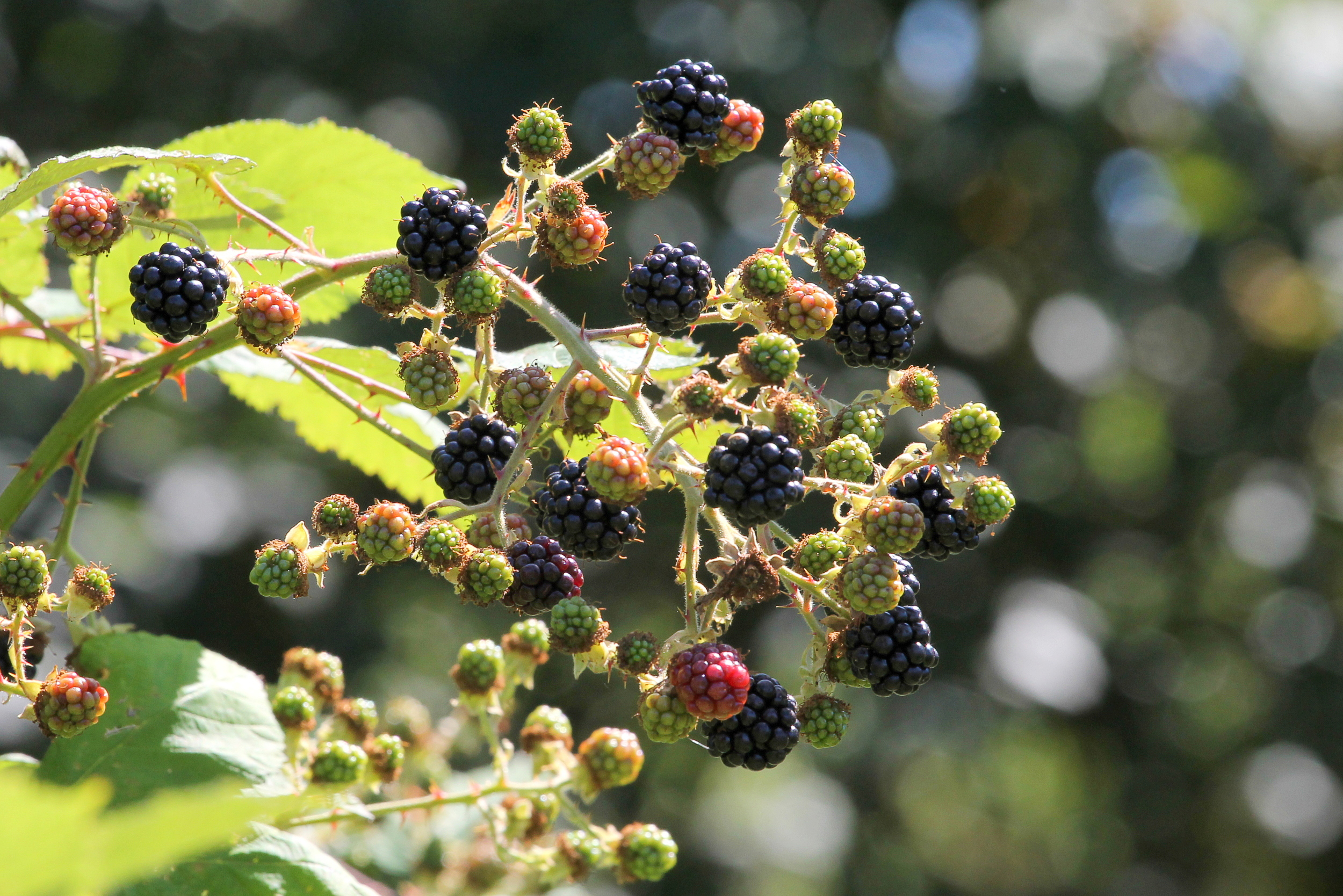 blackberry-rubus-species
