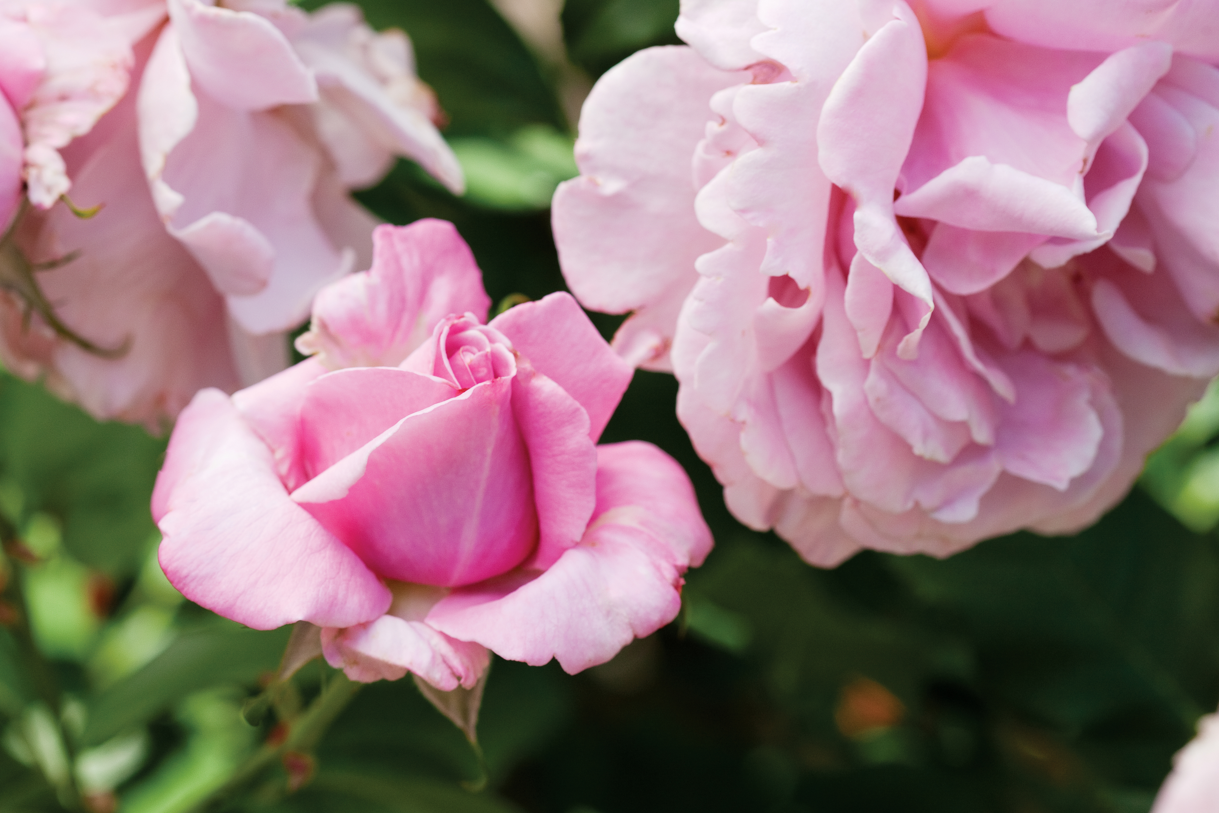 How to plant & care for roses