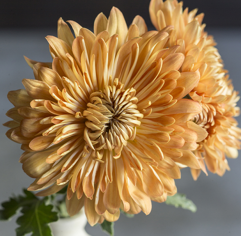 chrysanthemums-chrysanthemum-grandiflorum
