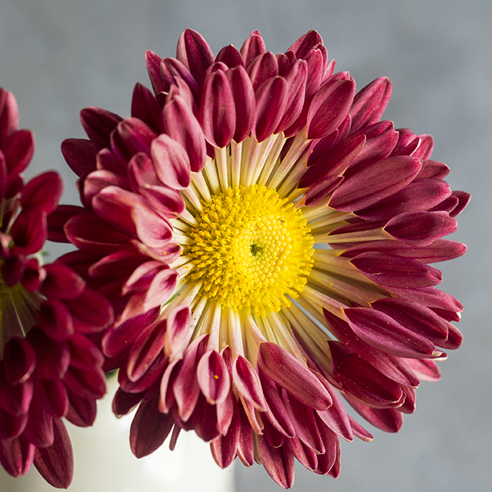 red-twig-chrysanthemum