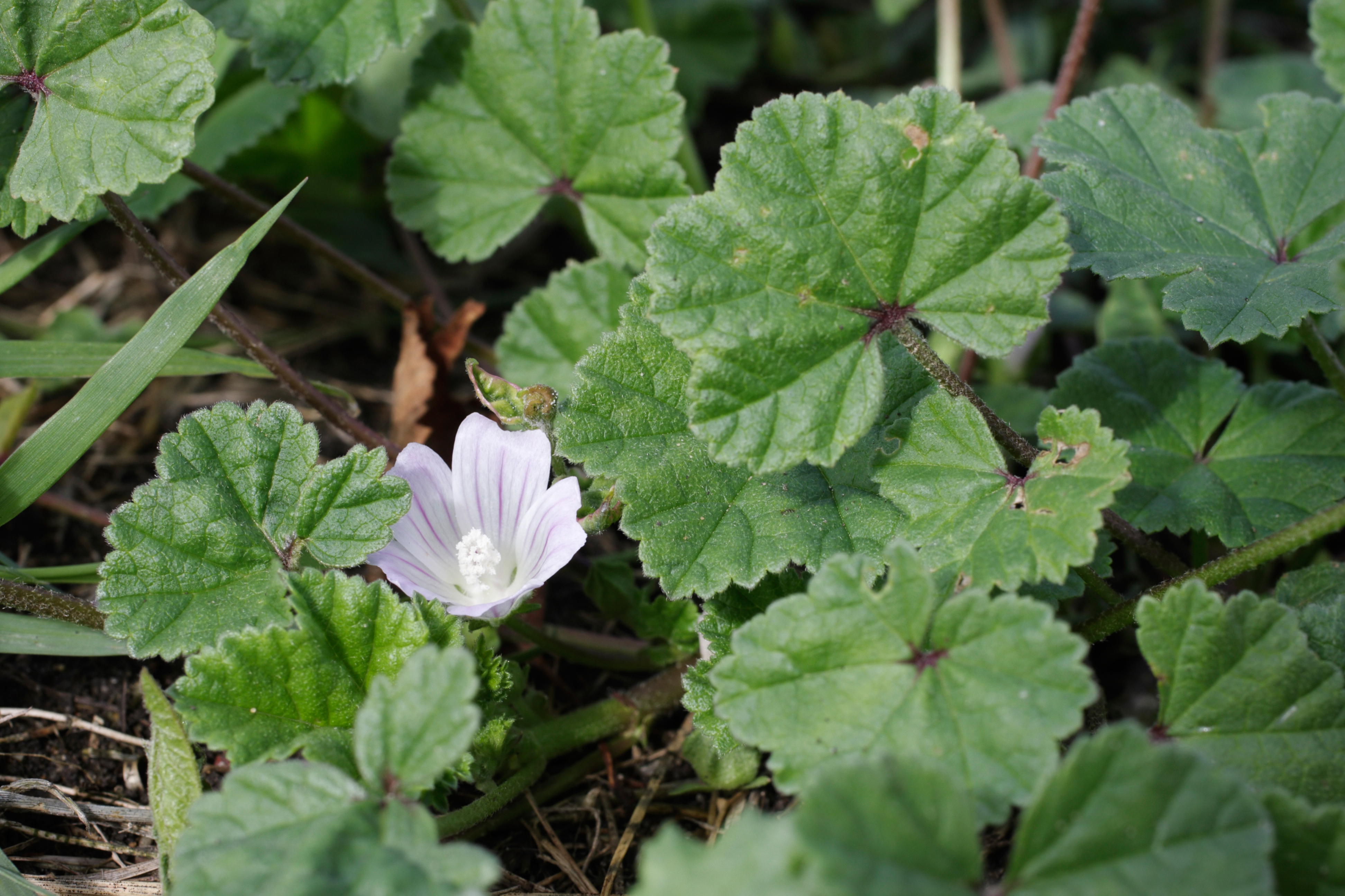 common-mallow-malva-neglecta