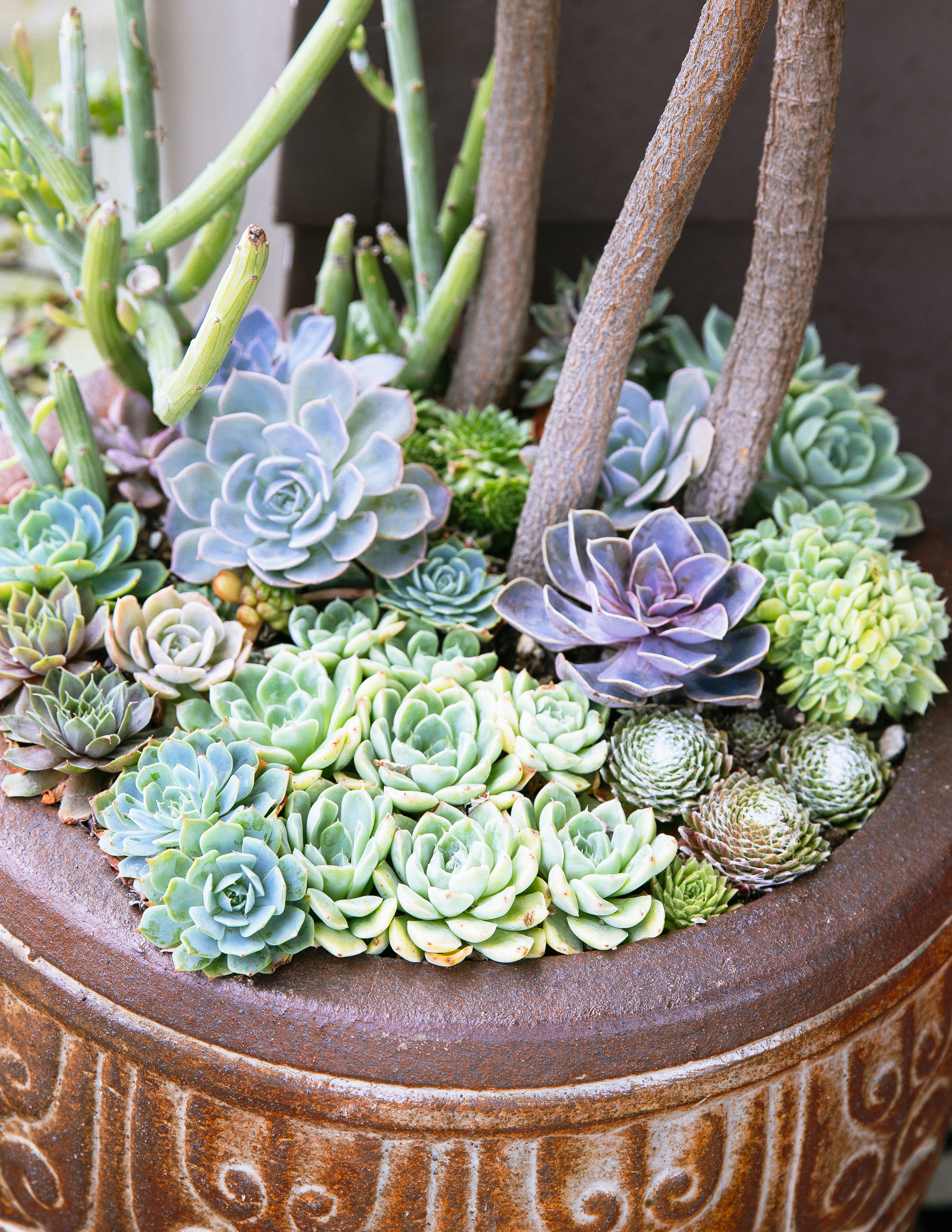 top-dress-with-plants