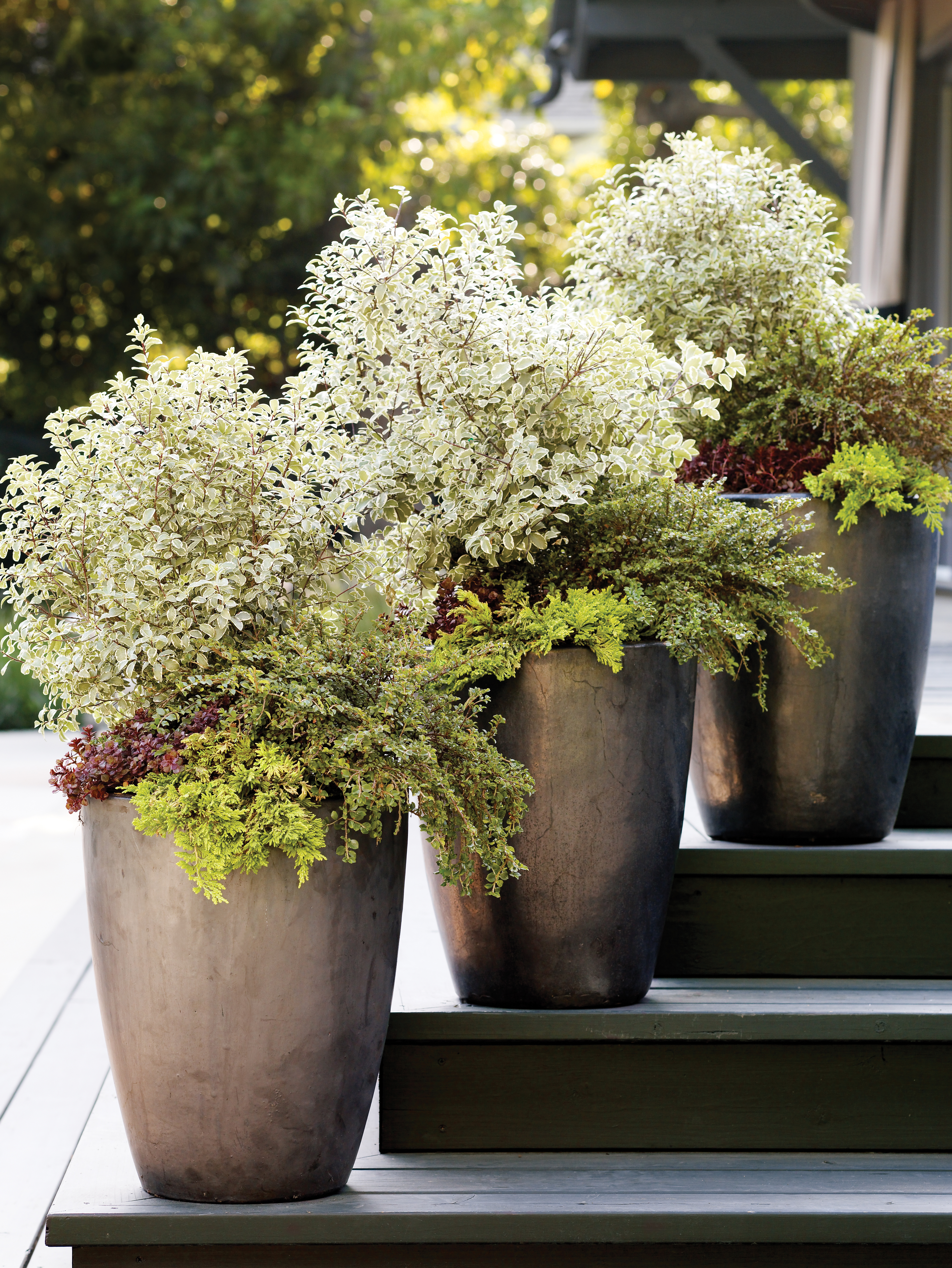 Knockout Garden Containers 