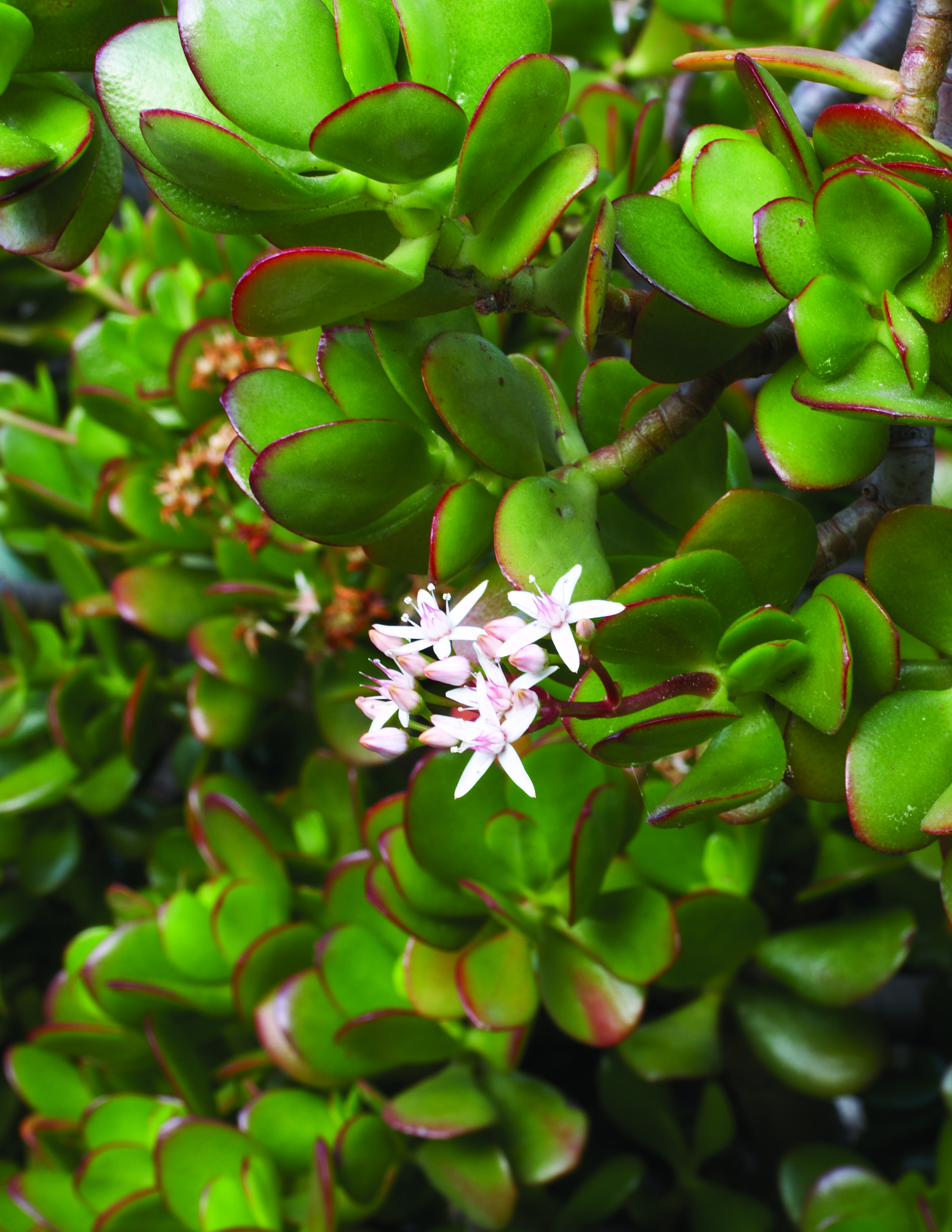 crassula
