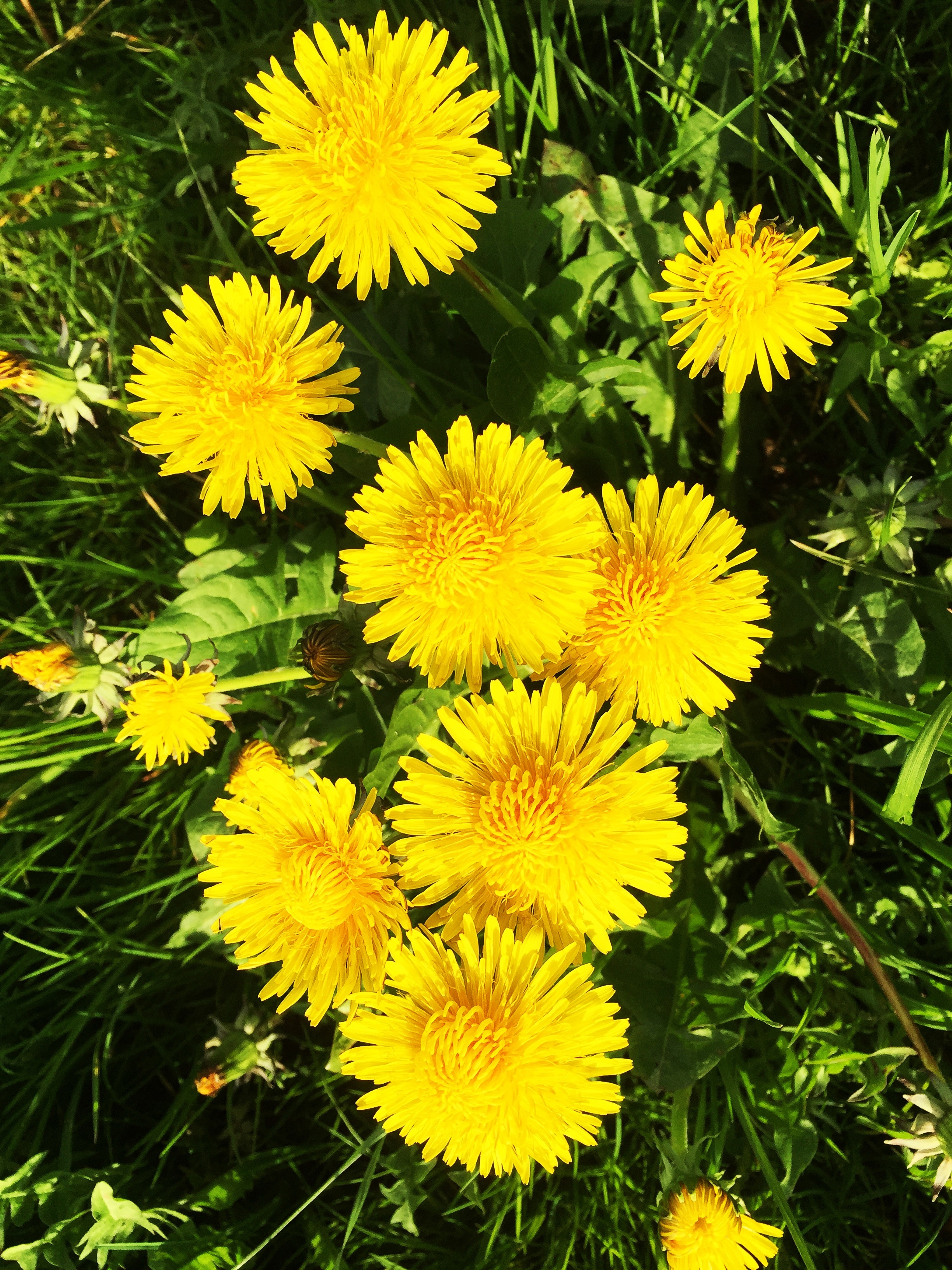 dandelion-taraxacum-officinale