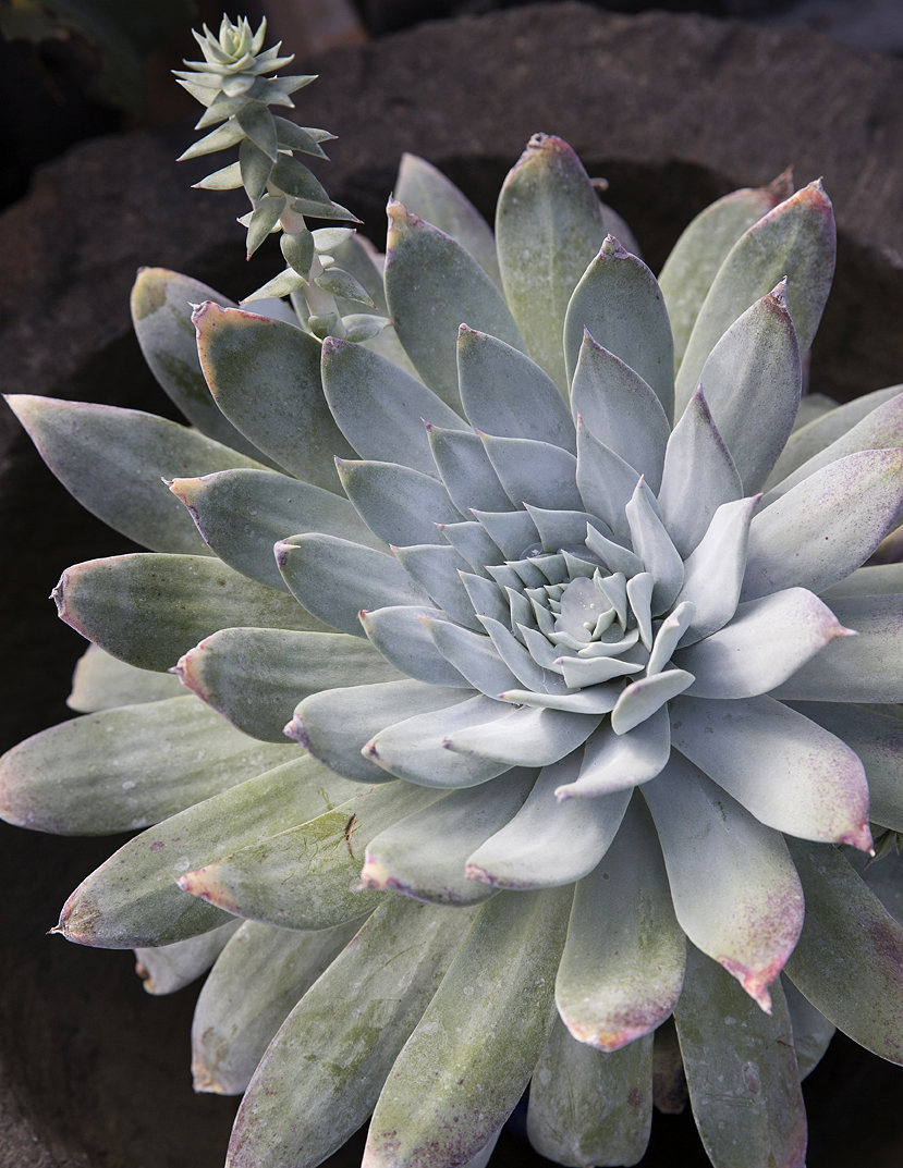dudleya