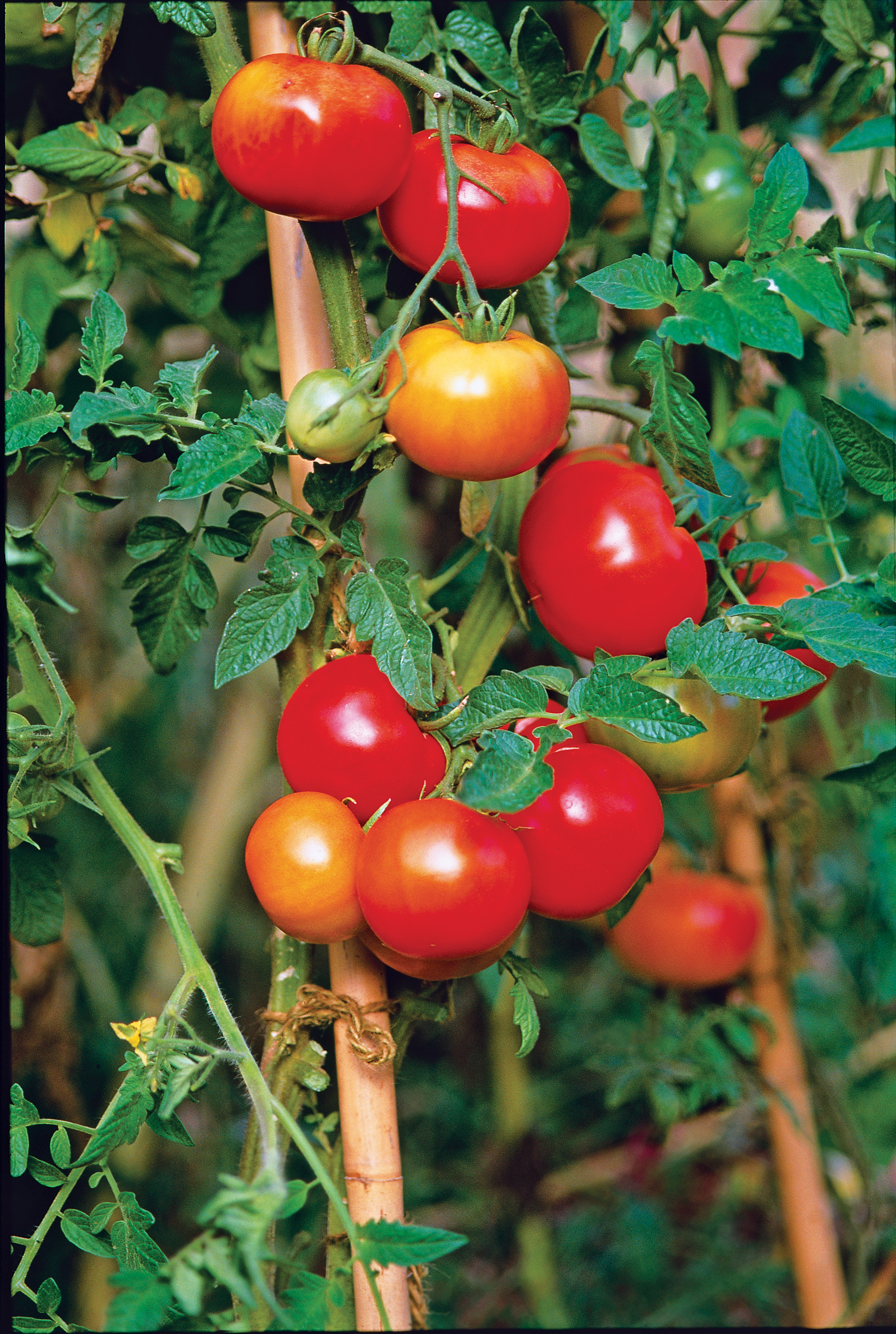 Tips for growing and caring for tomato plants, plus our