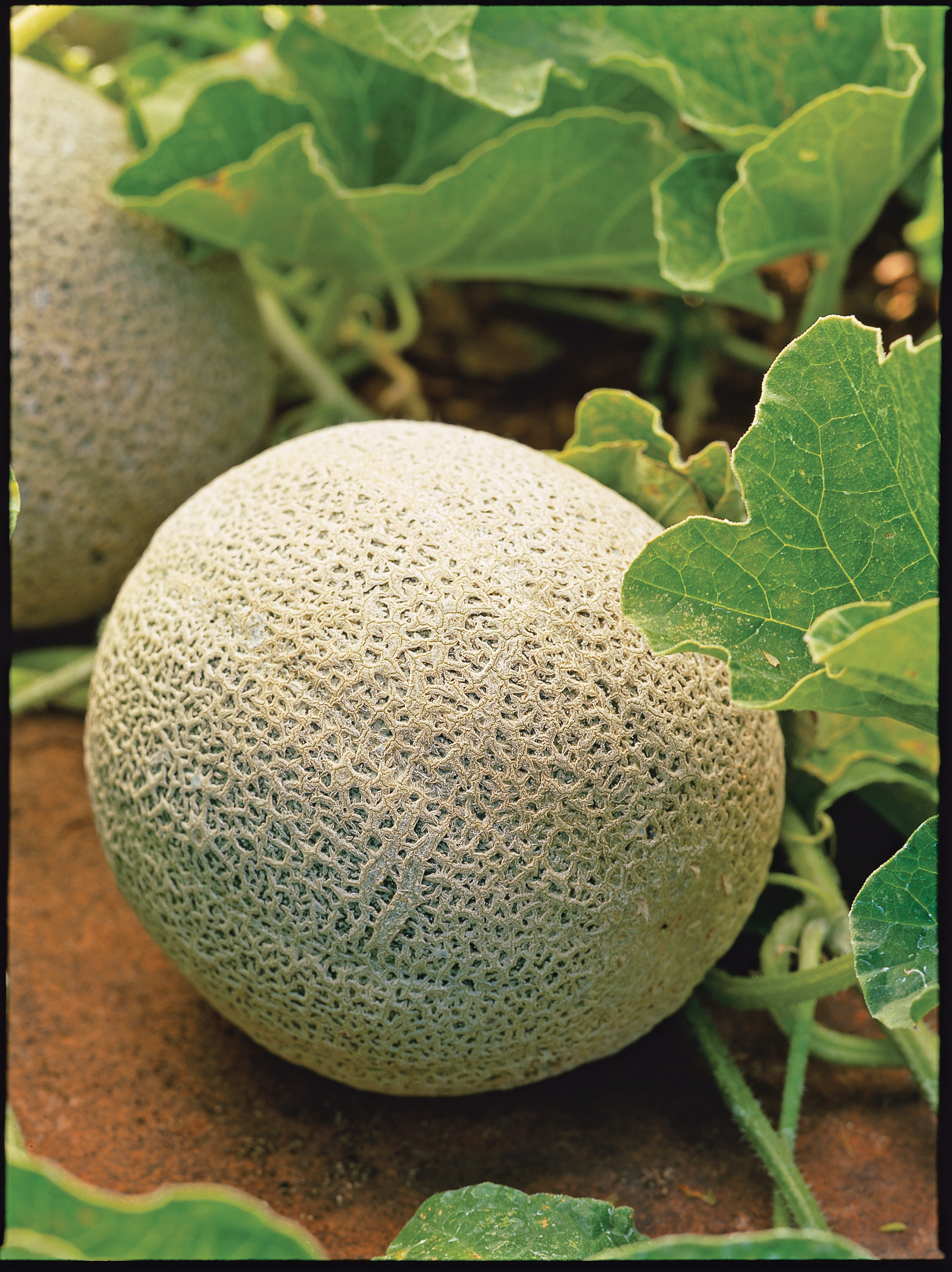 how-to-plant-and-grow