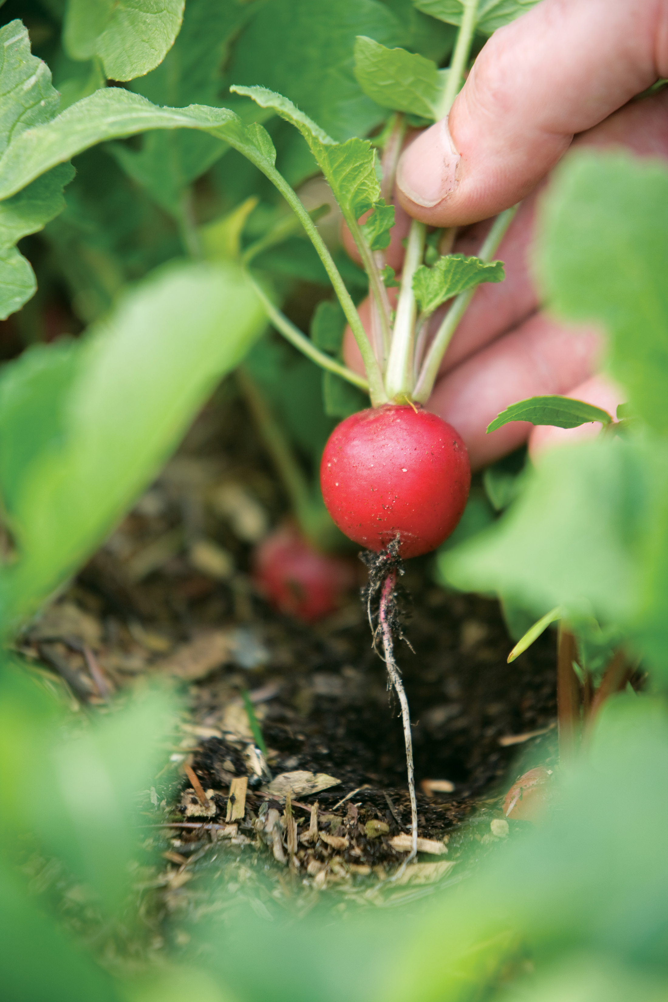 Starting Your Own Edible Garden Never Fear With These Easy To Grow Crops Sunset Magazine