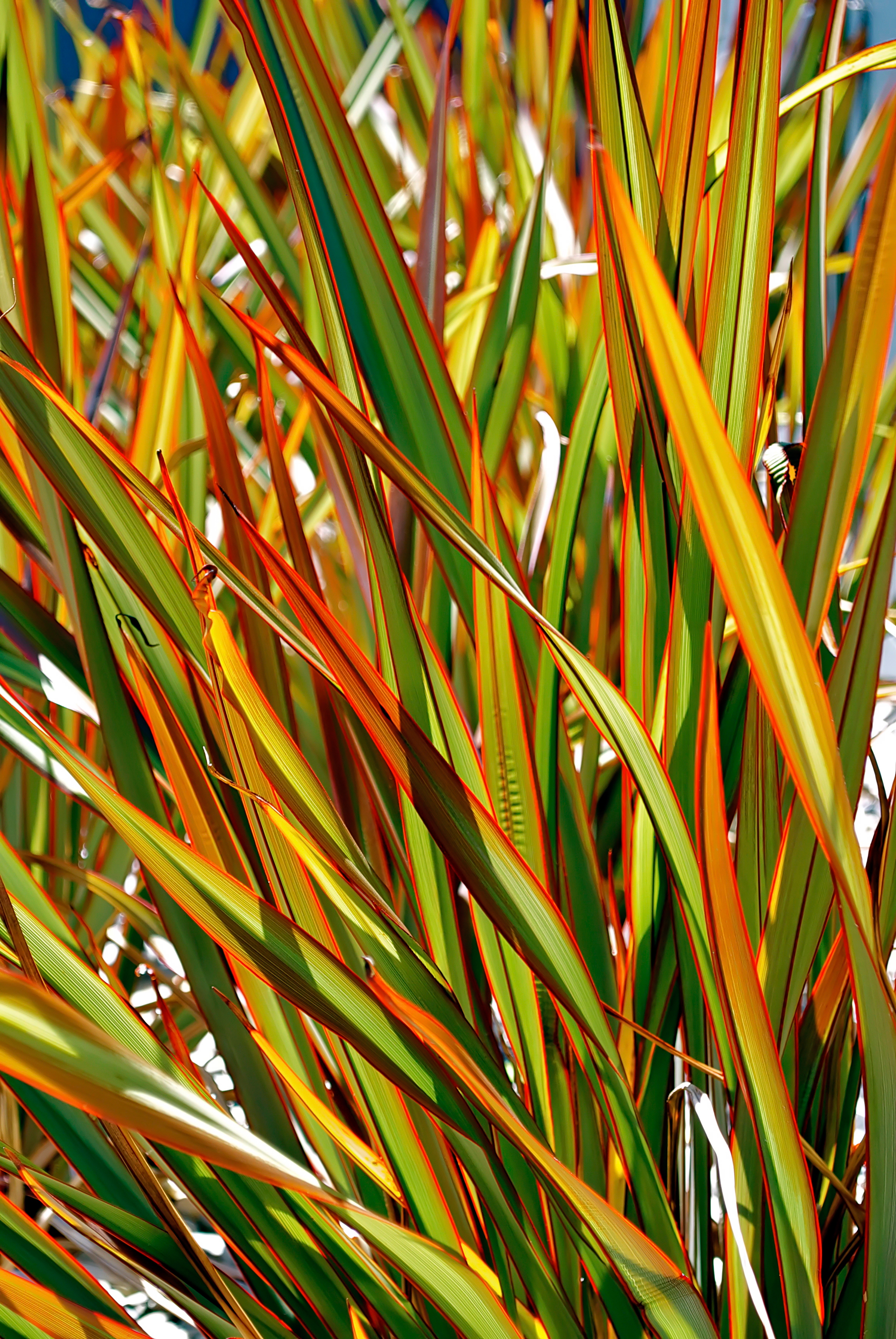 new-zealand-flax
