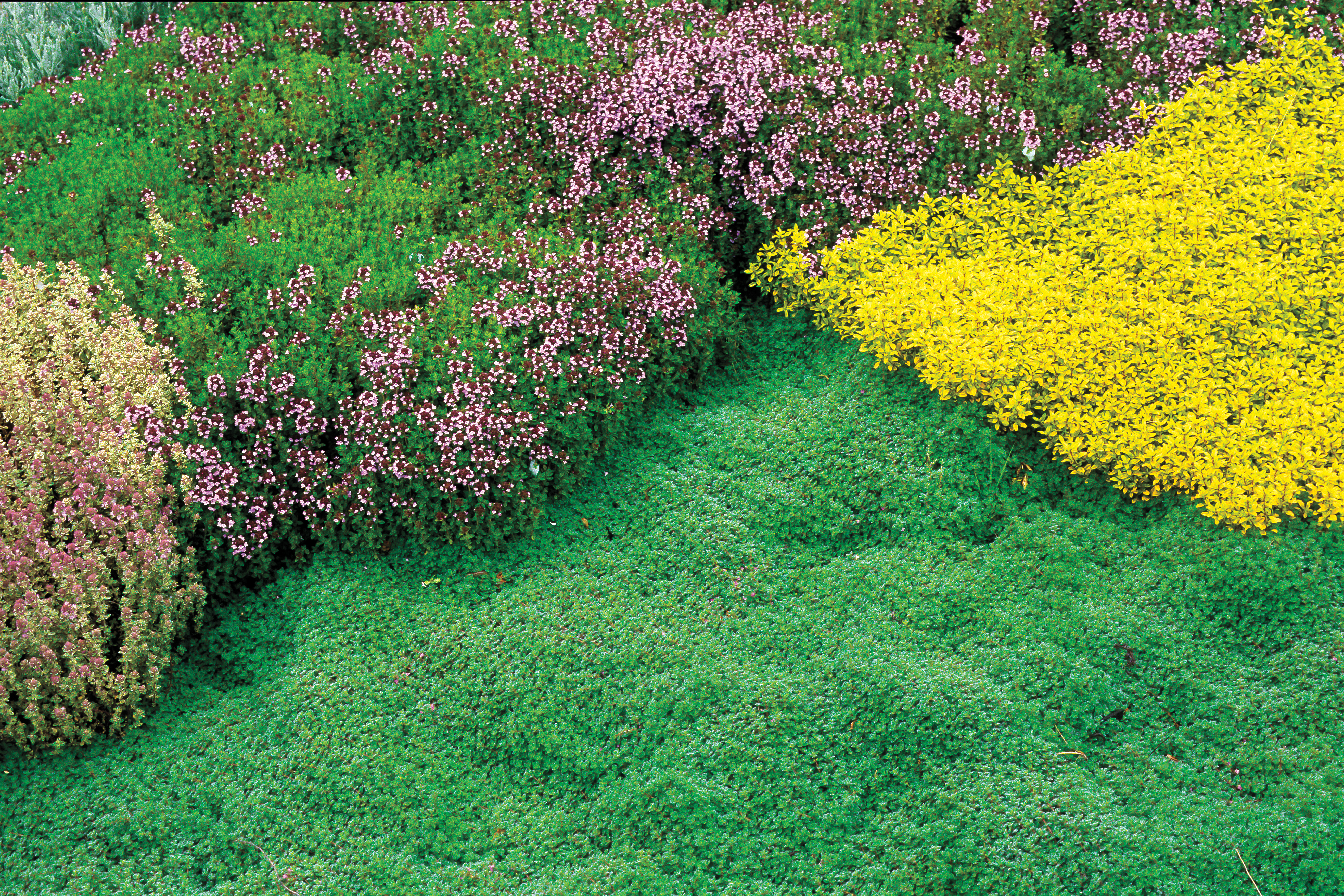 get-graphic-with-herbs