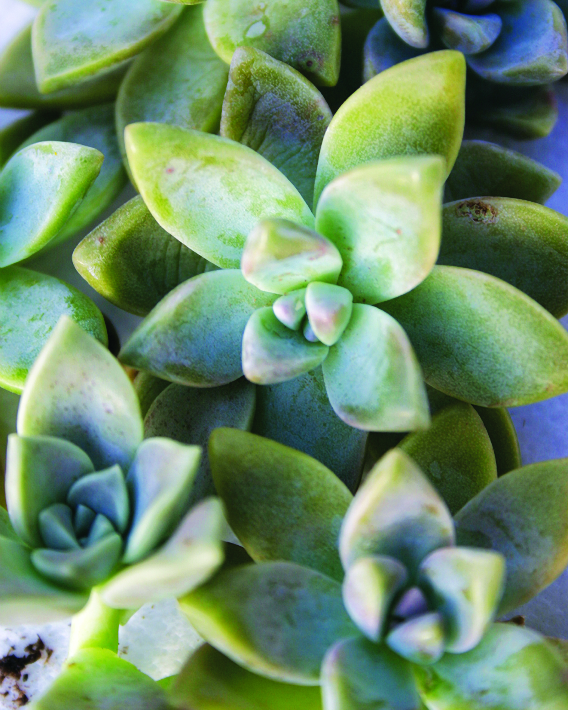 graptopetalum