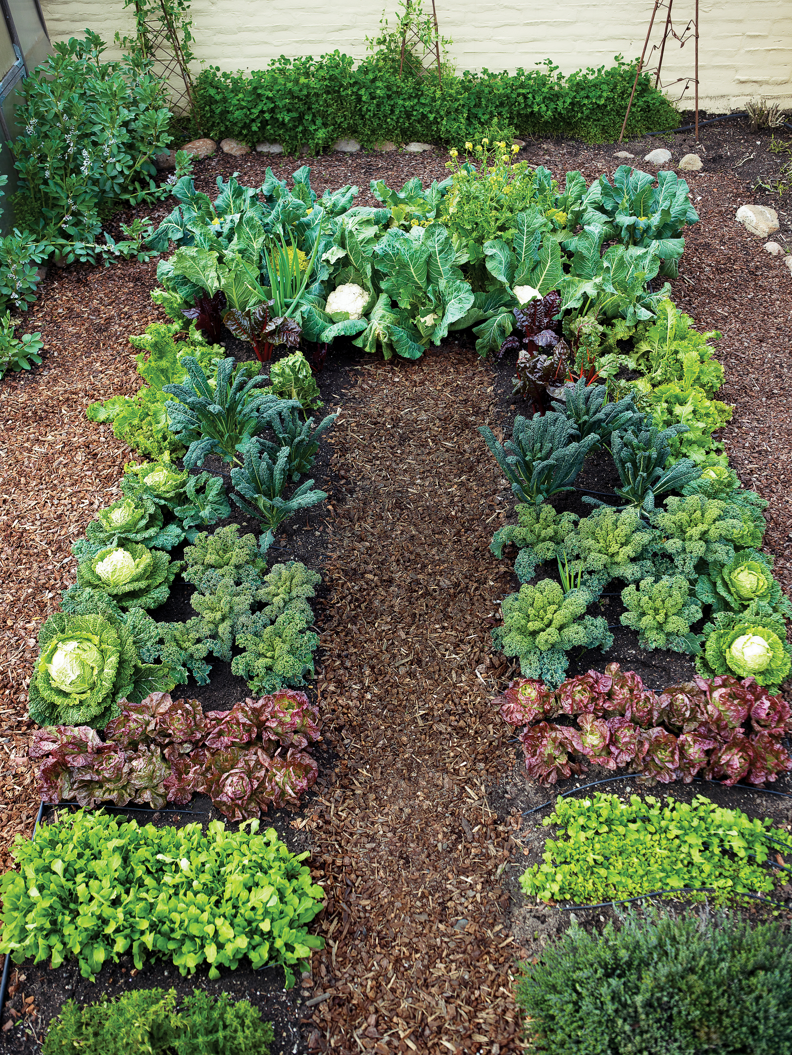 how-to-plant-and-grow