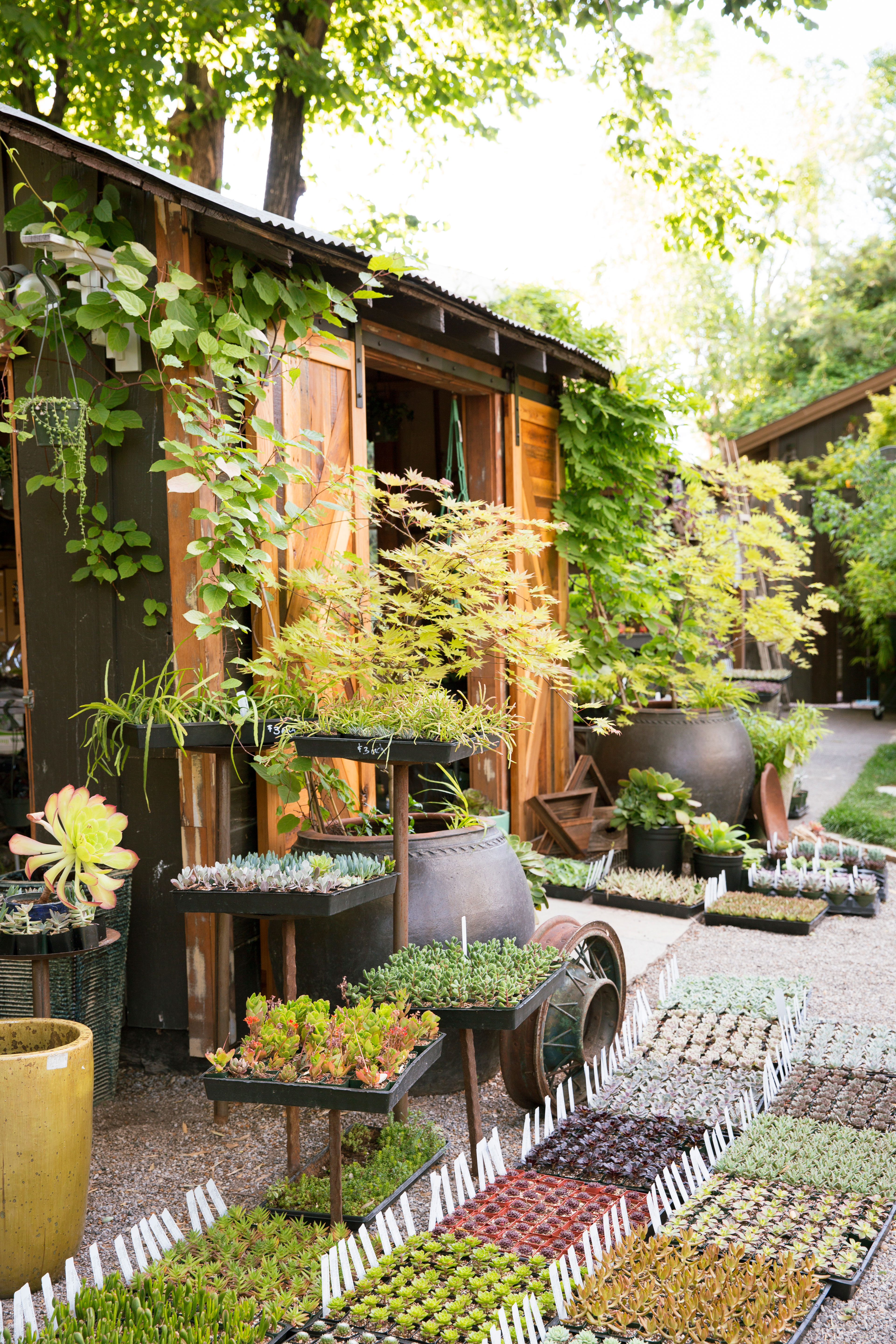 favorite-hardy-succulents