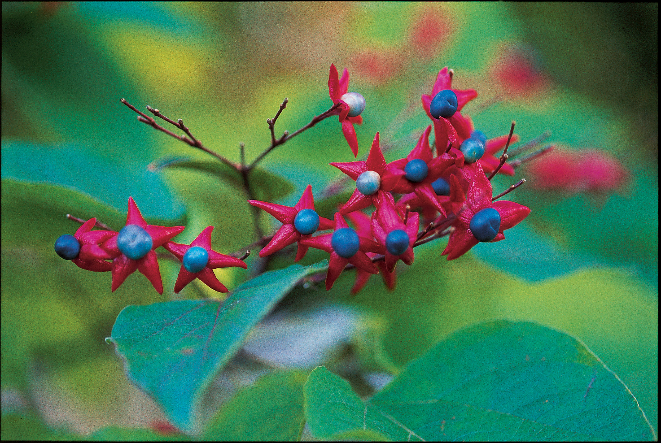 harlequin-glorybower-clerodendrum-trichotomum