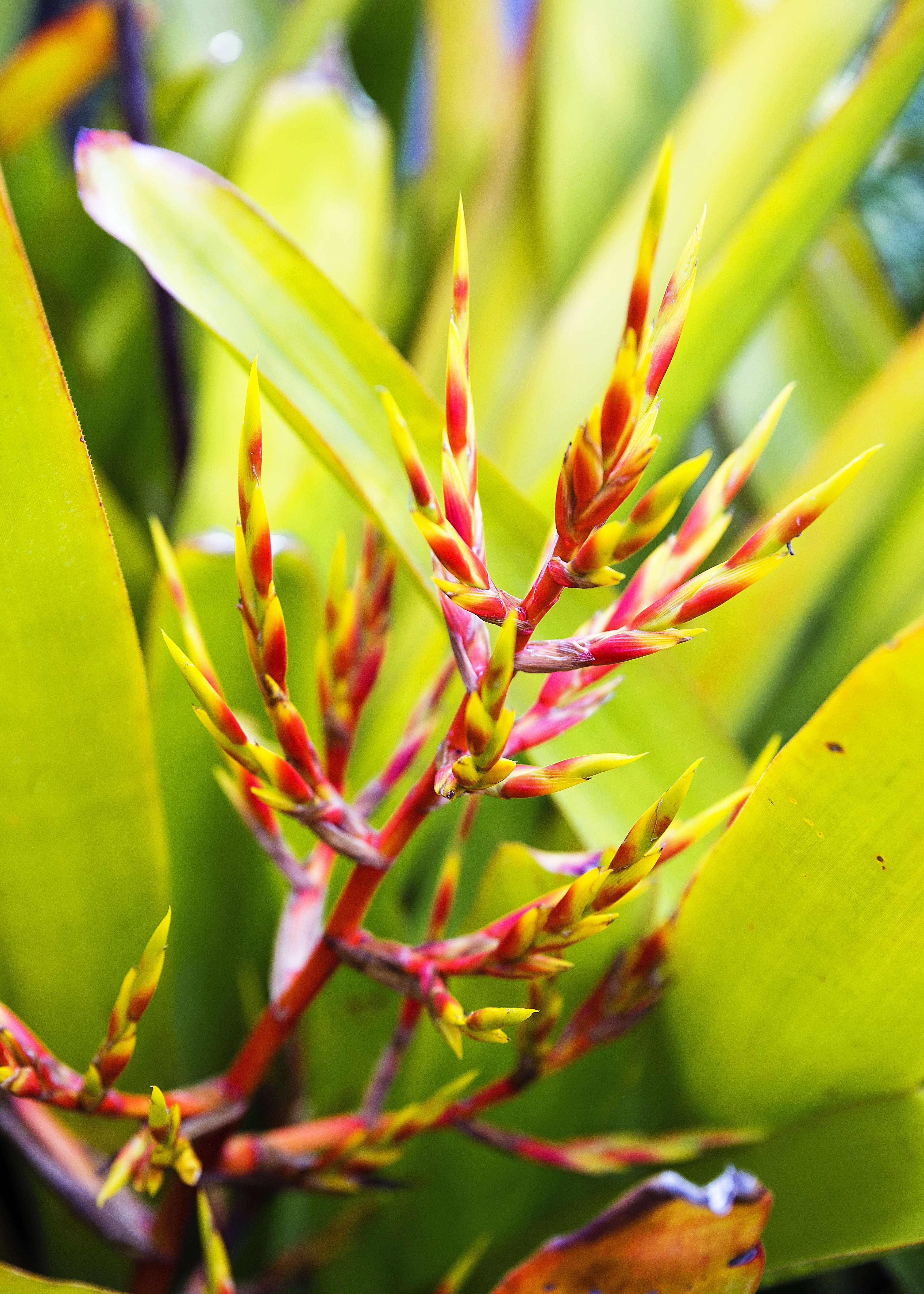 aechmea-blanchetiana