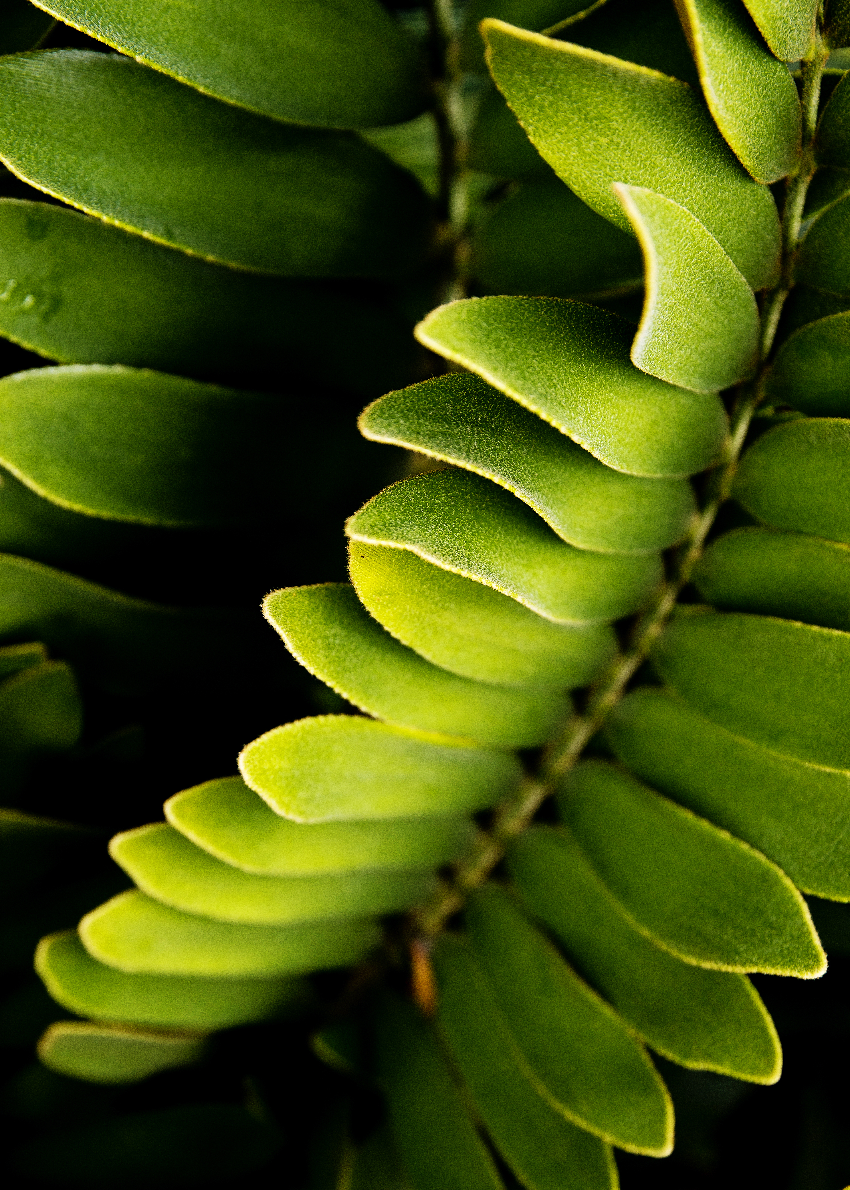 8-great-plants-to-add