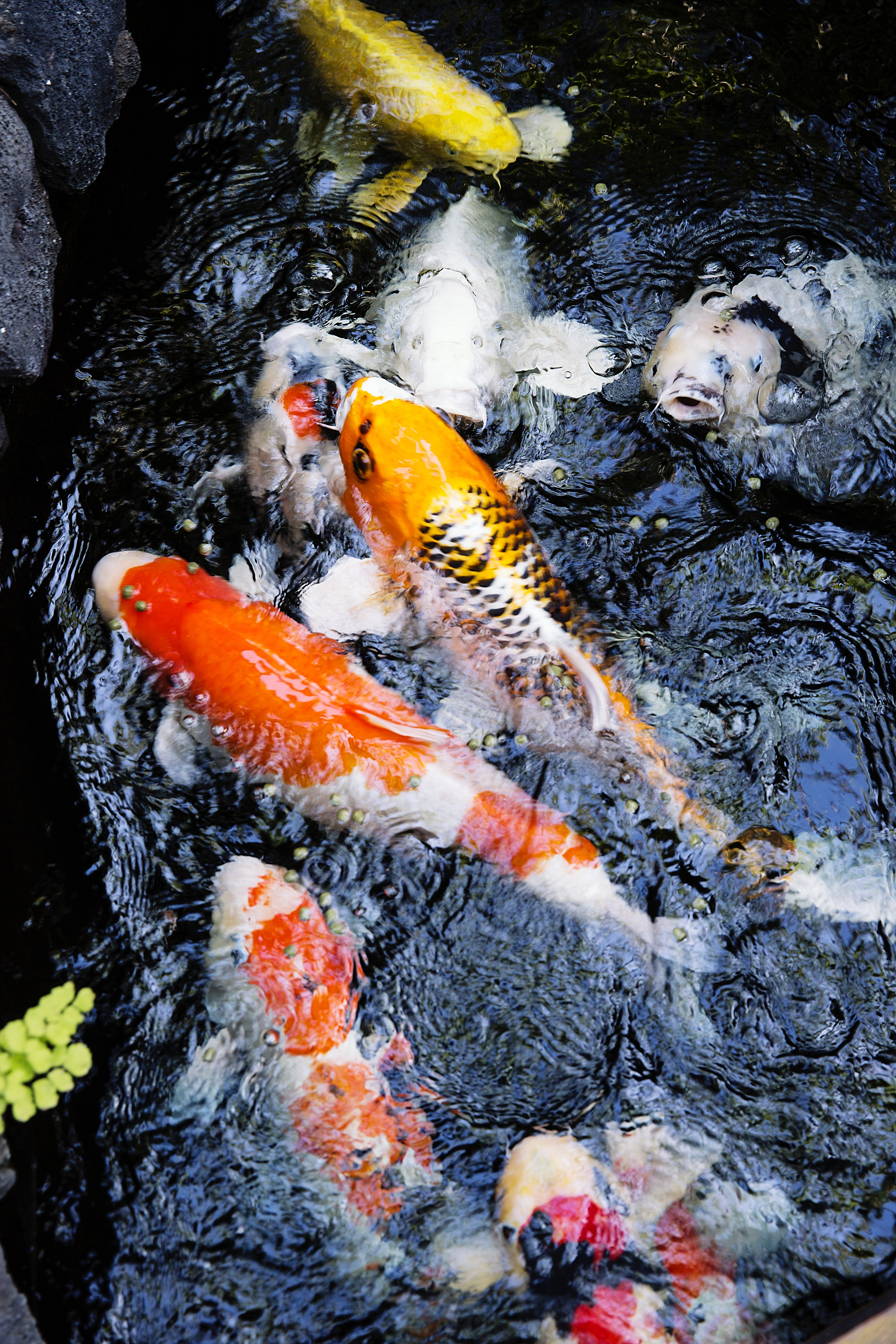 koi-pond