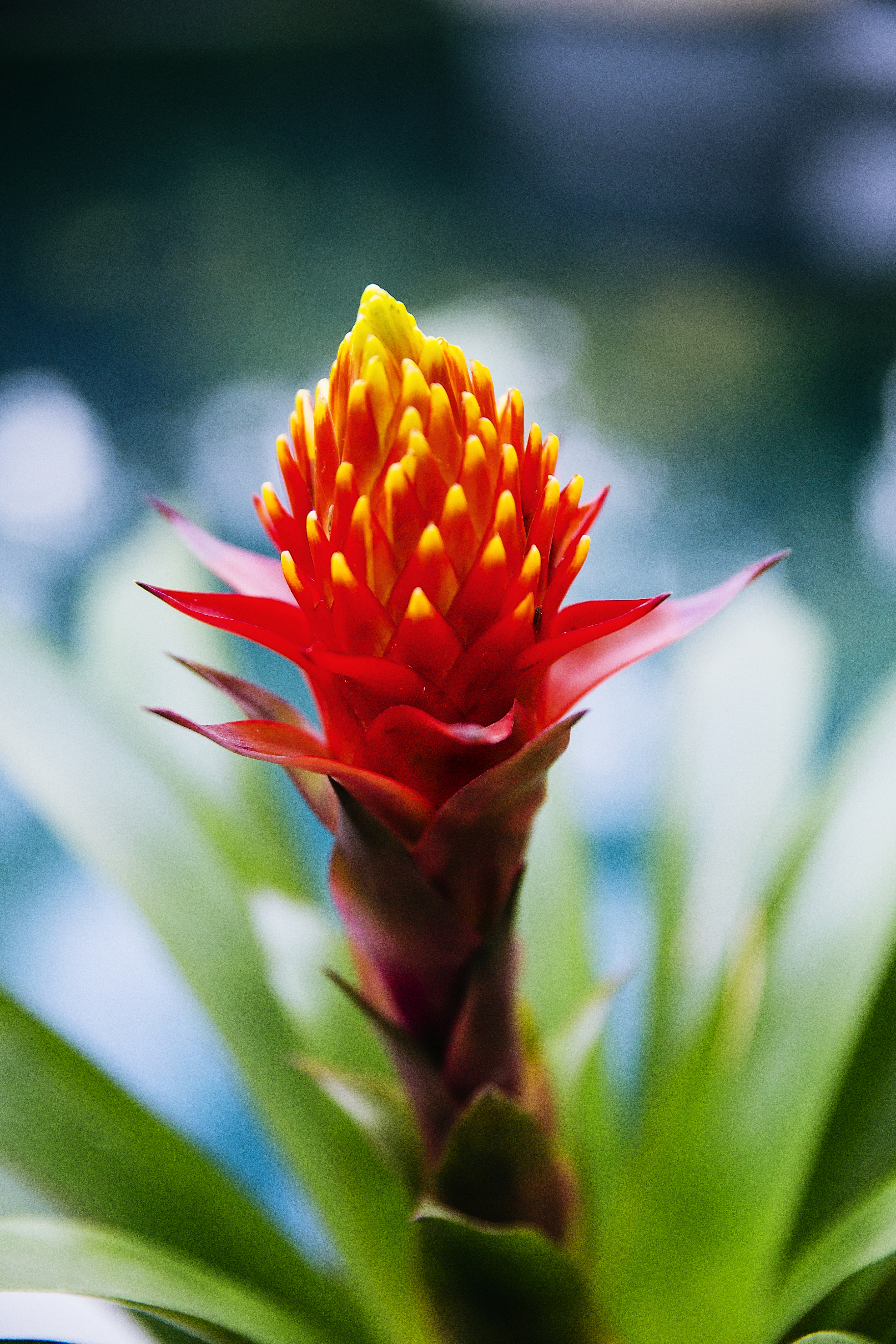 red-pineapple-flower-billbergia-pyramidalis