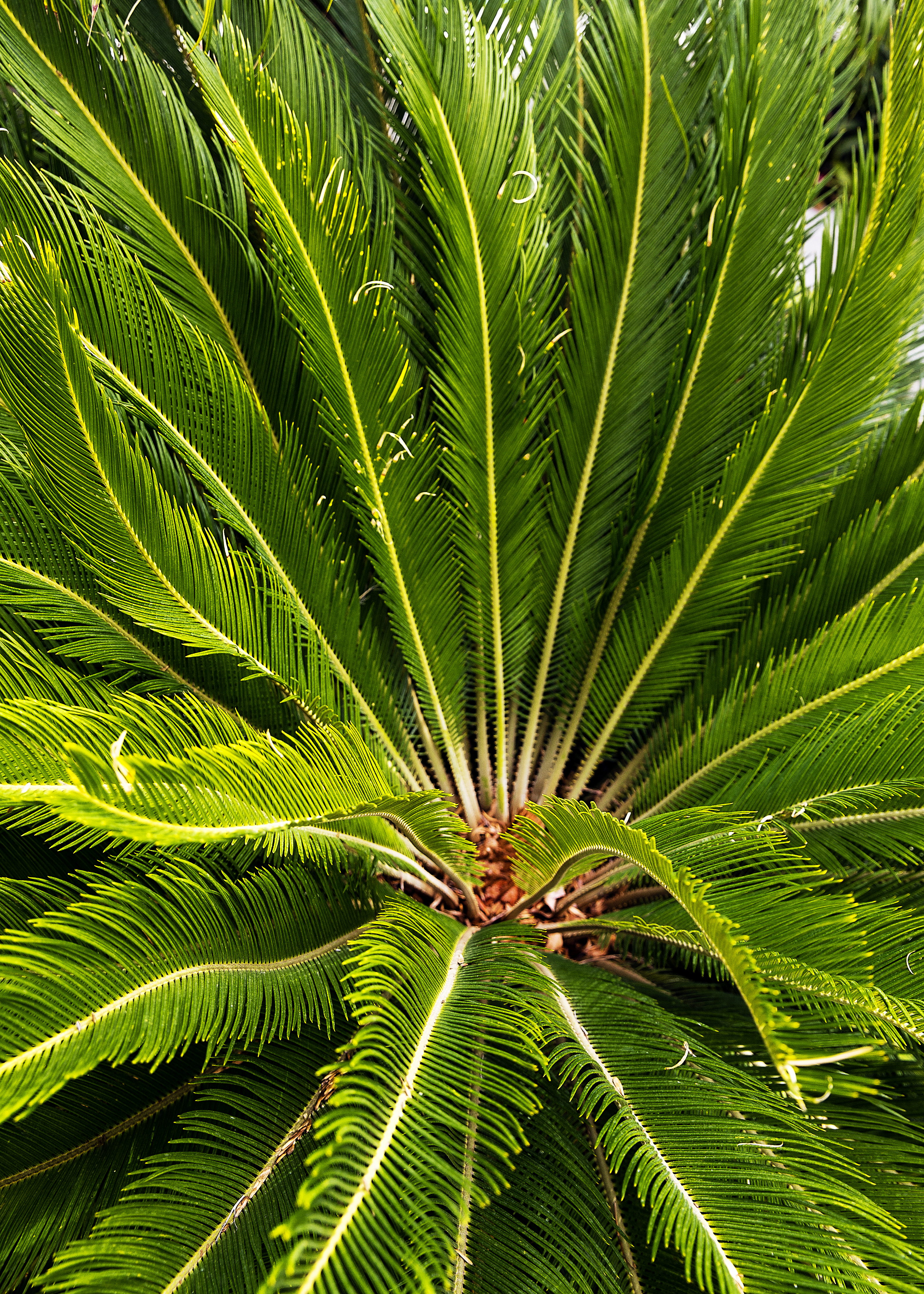 sago-palm-cycas-revoluta