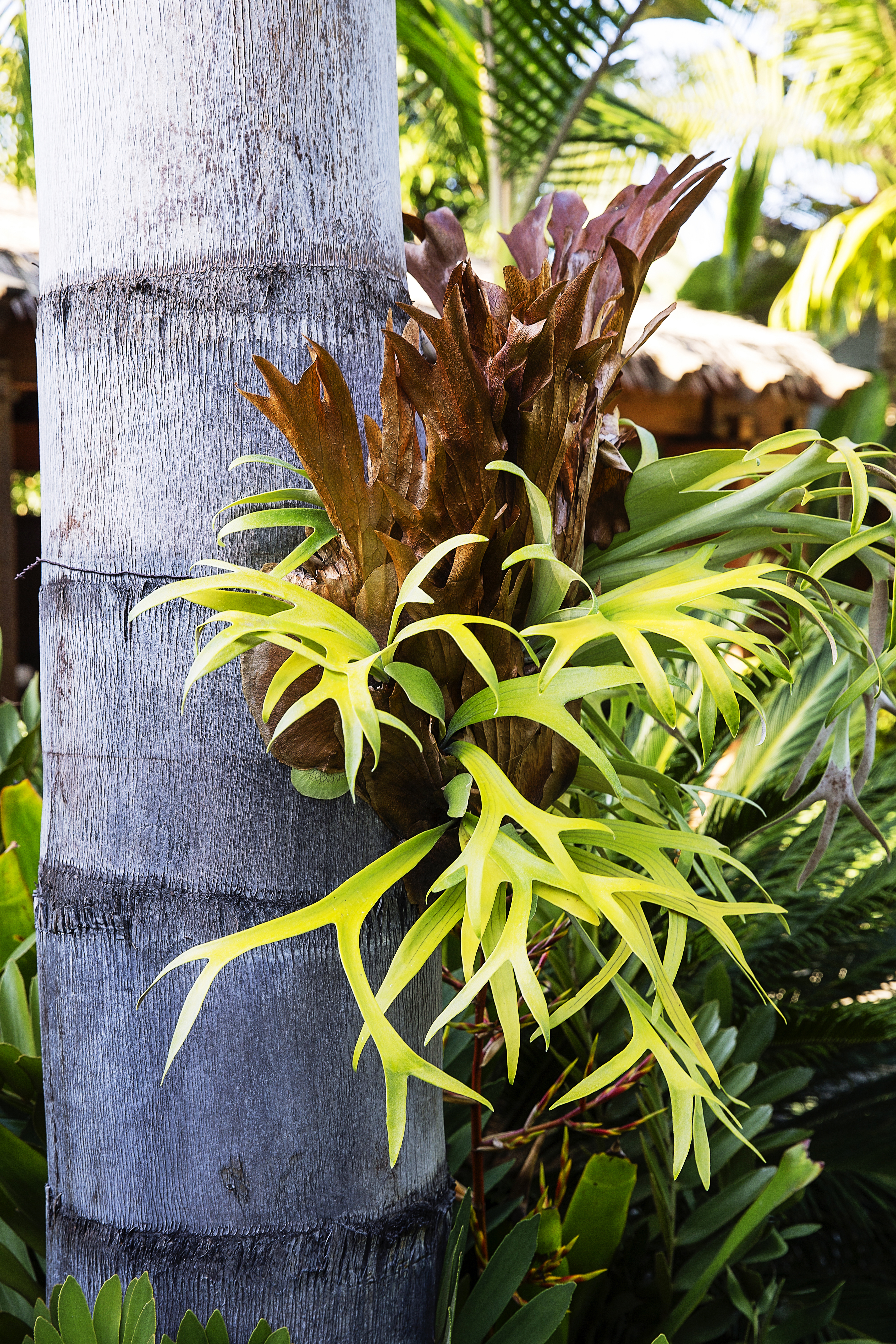 staghorn-fern-platycerium-bifurcatum