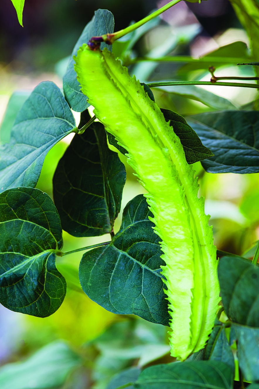 asian-winged-bean